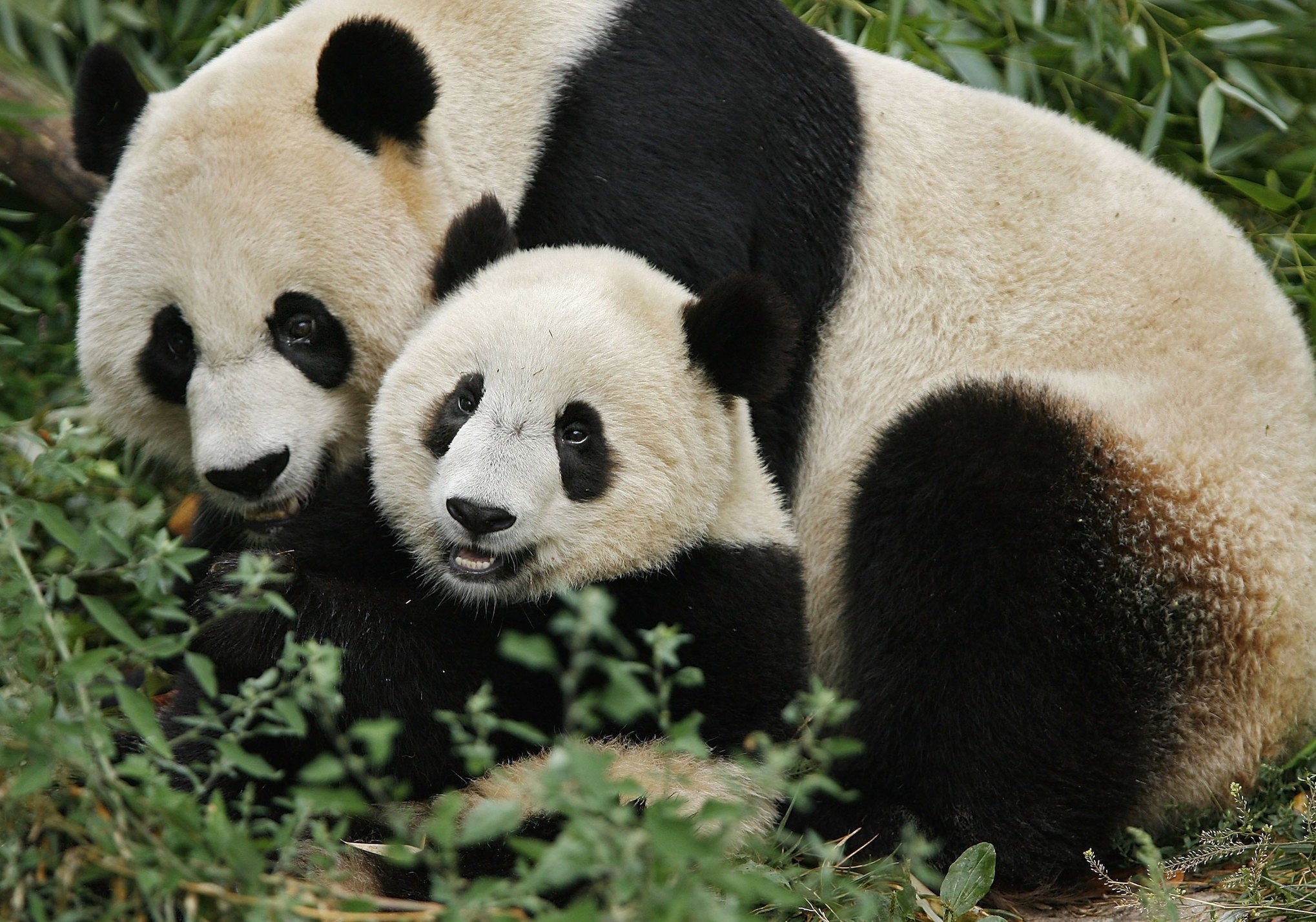 Mei Xiang hanging with her cub Tai Shan.