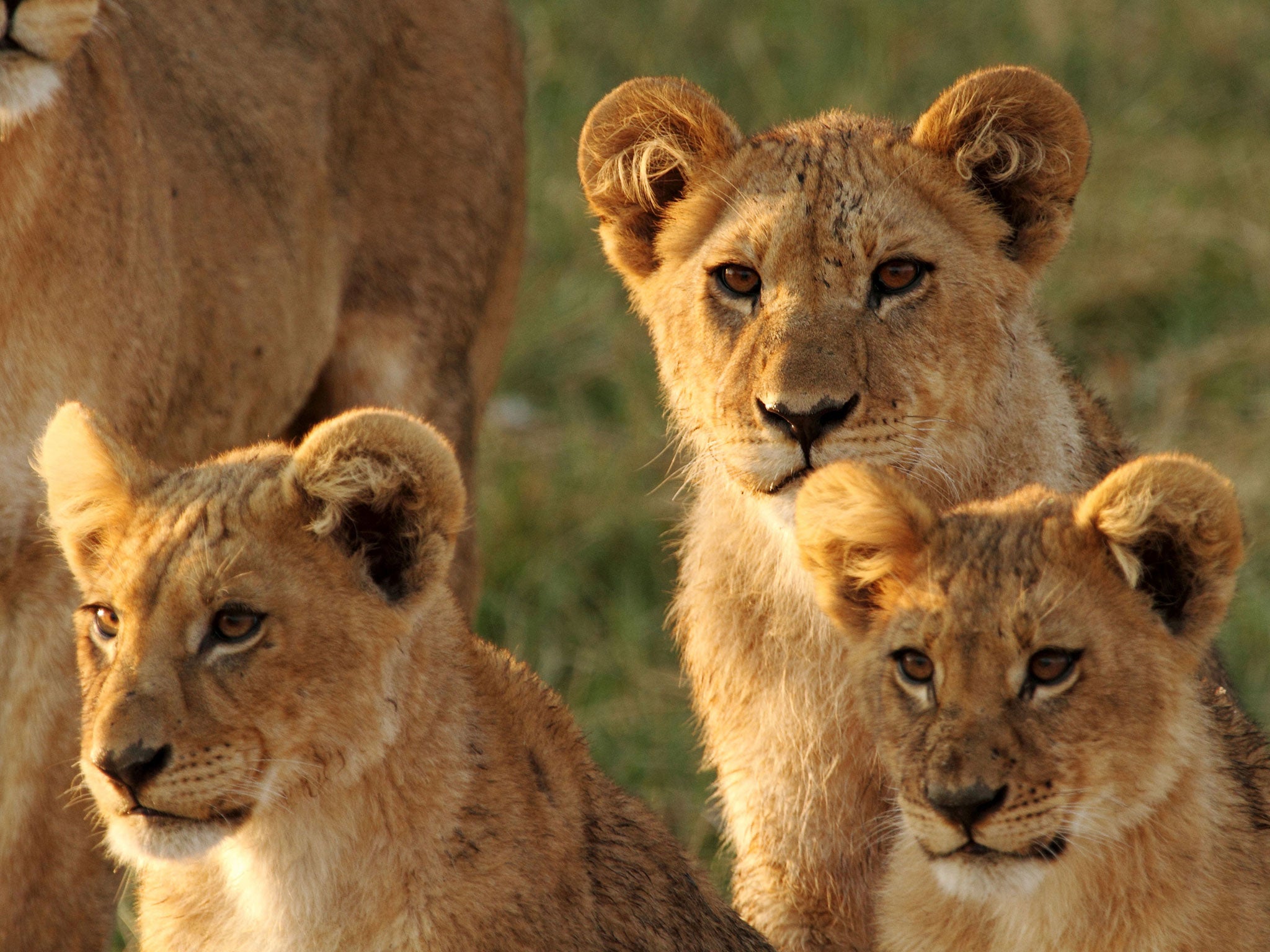 Young lions honed their hunting technique