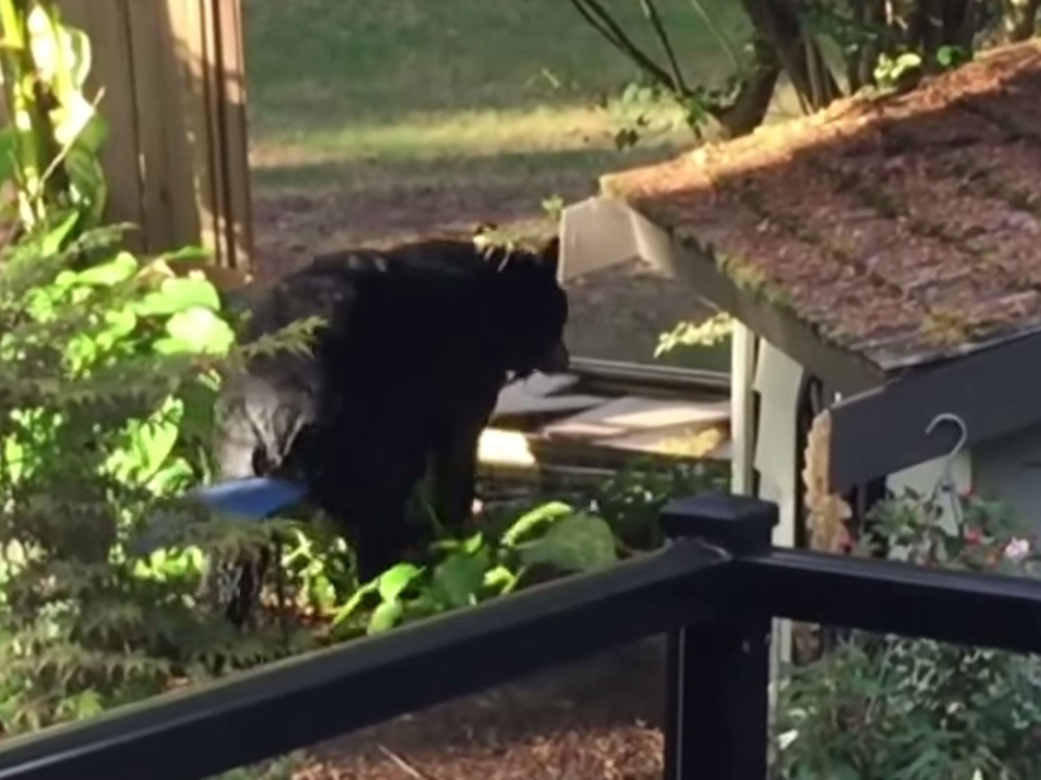 The bear then exited via the hole in the fencing which it is believed to have flatten while the home owners were away on holiday