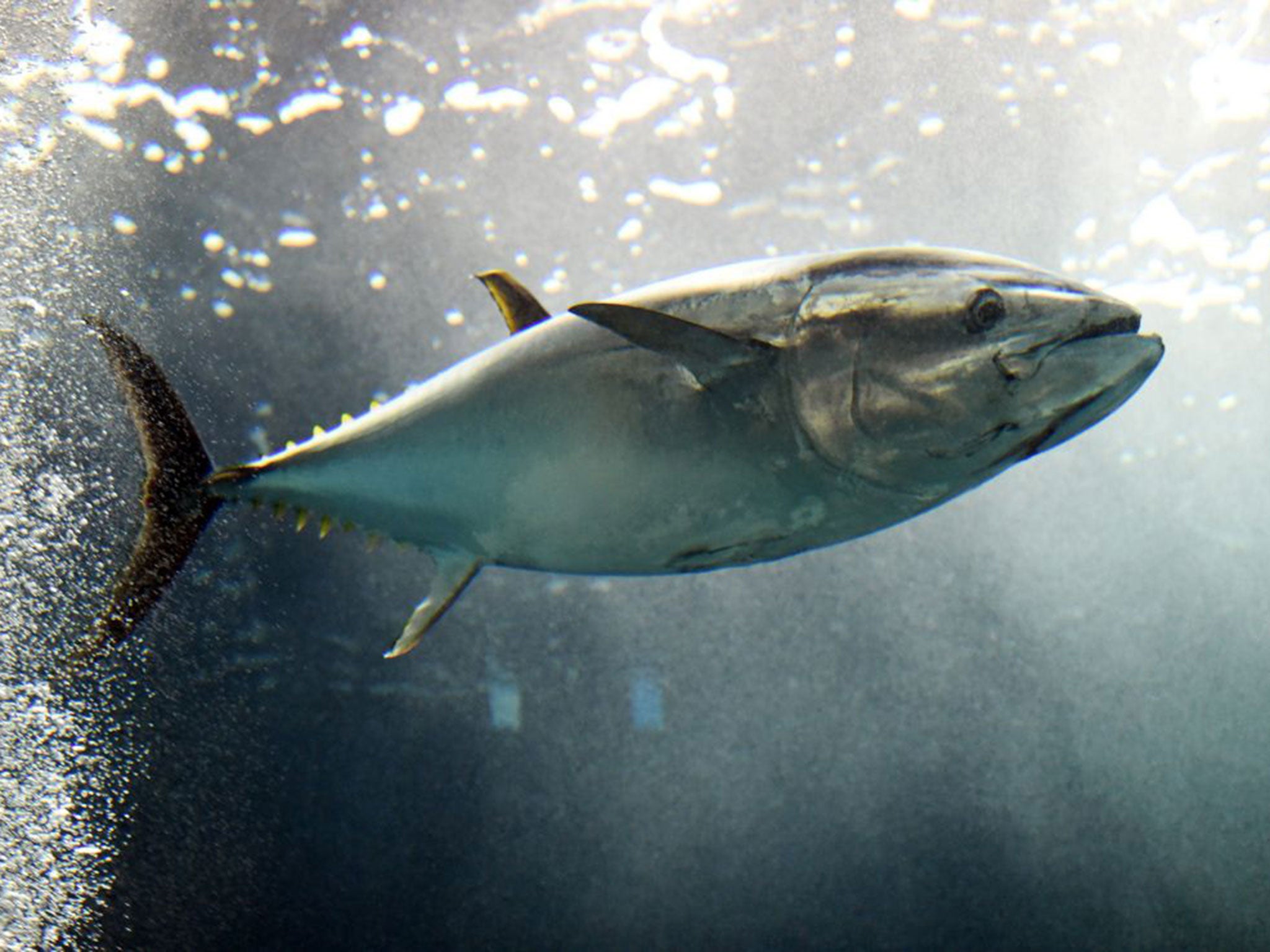 Yellowfin Tuna could be facing extinction after extensive human hunting