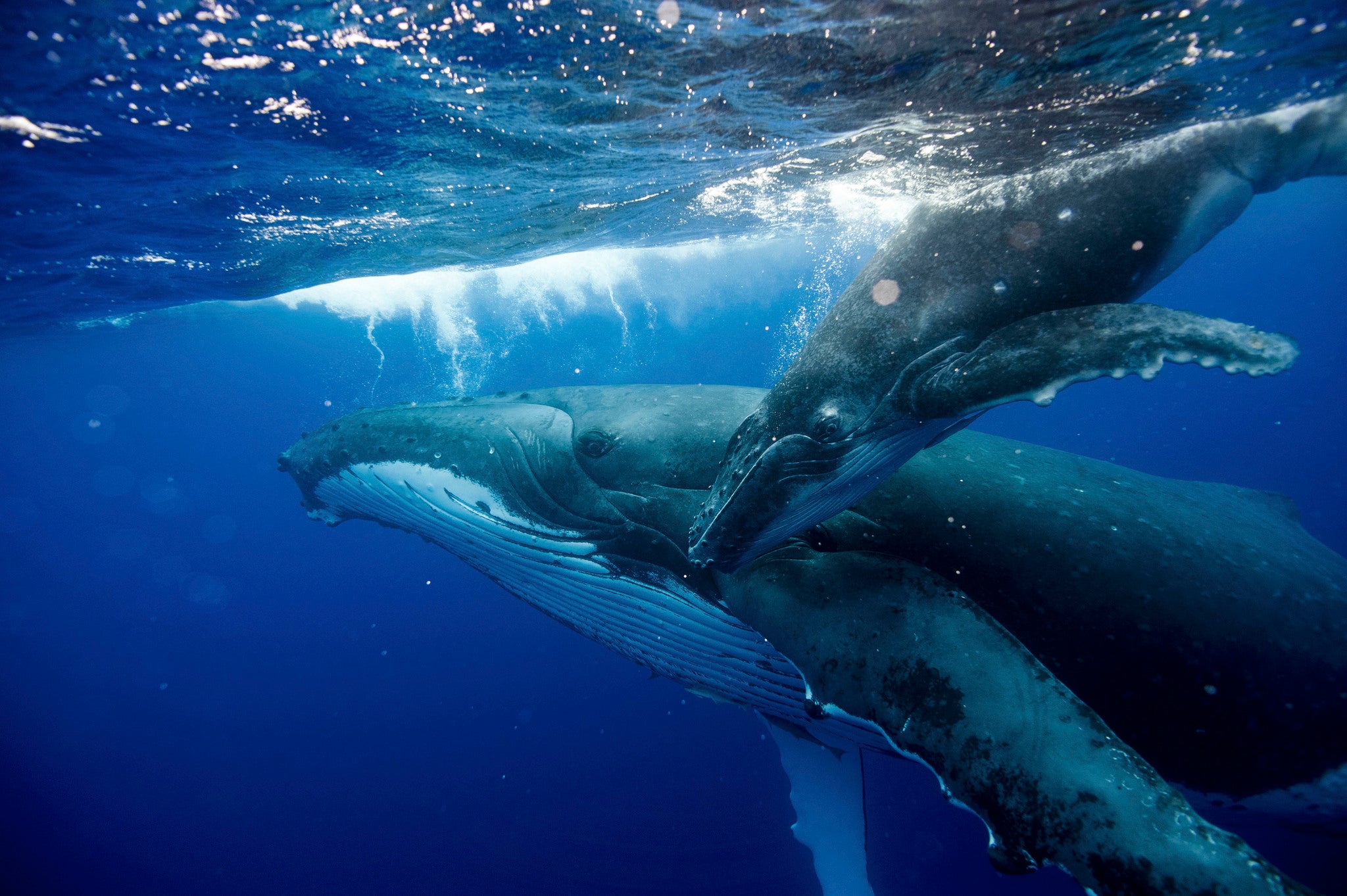 Into the blue: the elusive, vast blue whale and her calf. The Big Blue team hope to capture this rare creature on film, which would be a rarity indeed