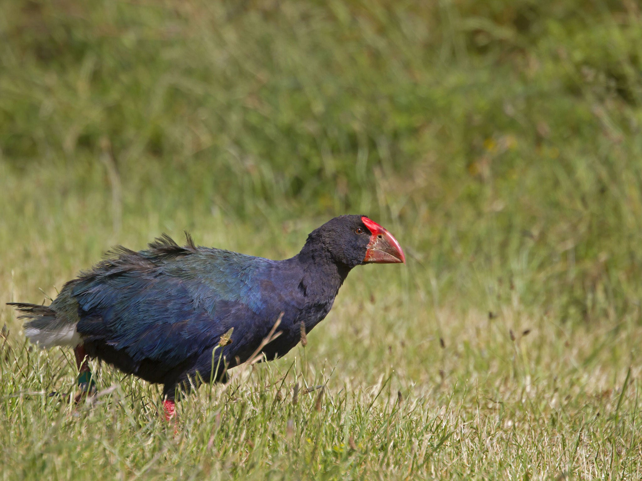 The government has apologised for the botched conservation work which saw four of the endangered birds shot dead