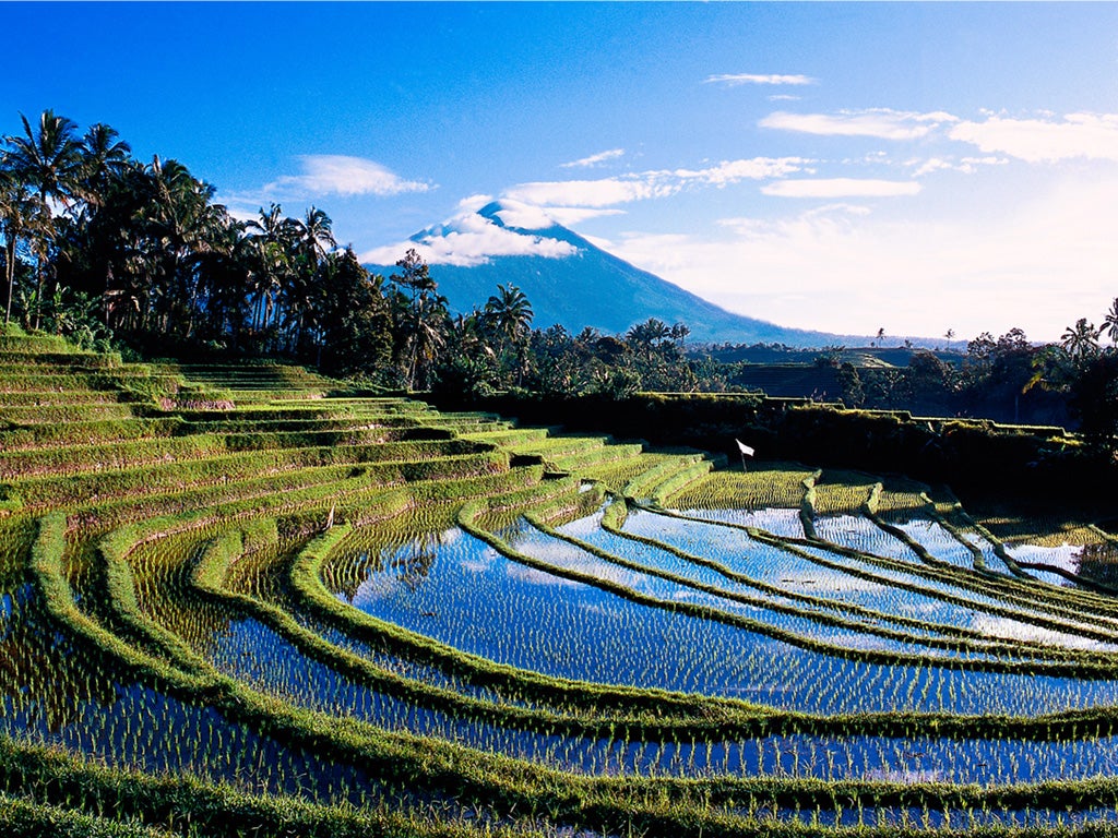 Paddy field in Bali