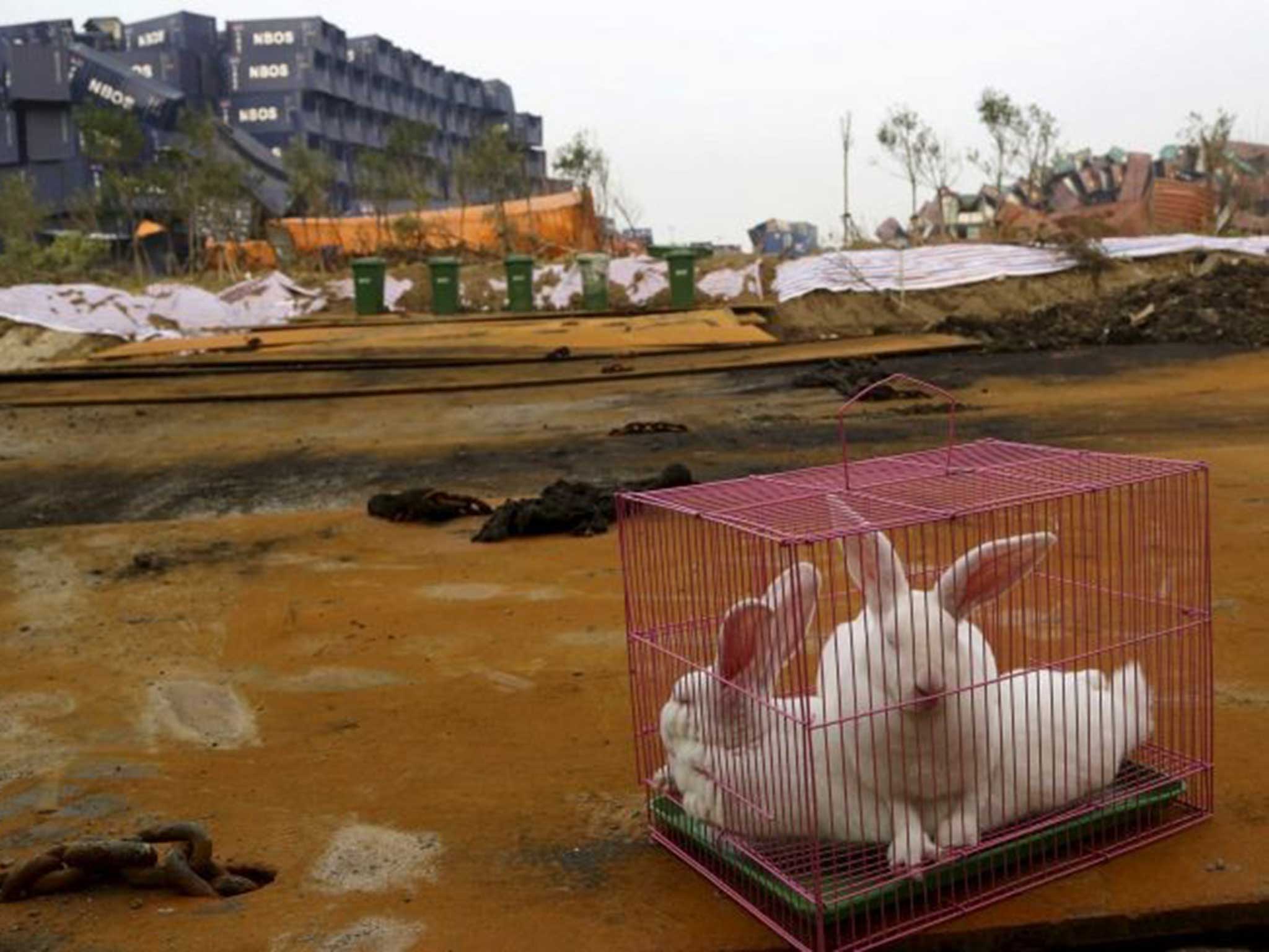 Rabbits in a cafe near the blast site