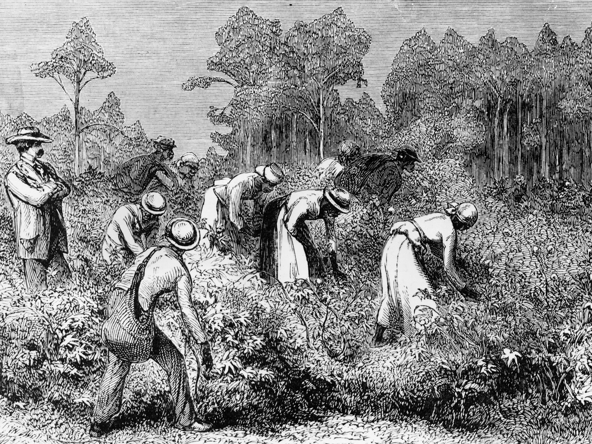 A white landowner overseeing black cotton pickers at work on a plantation in the southern USA, circa 1875