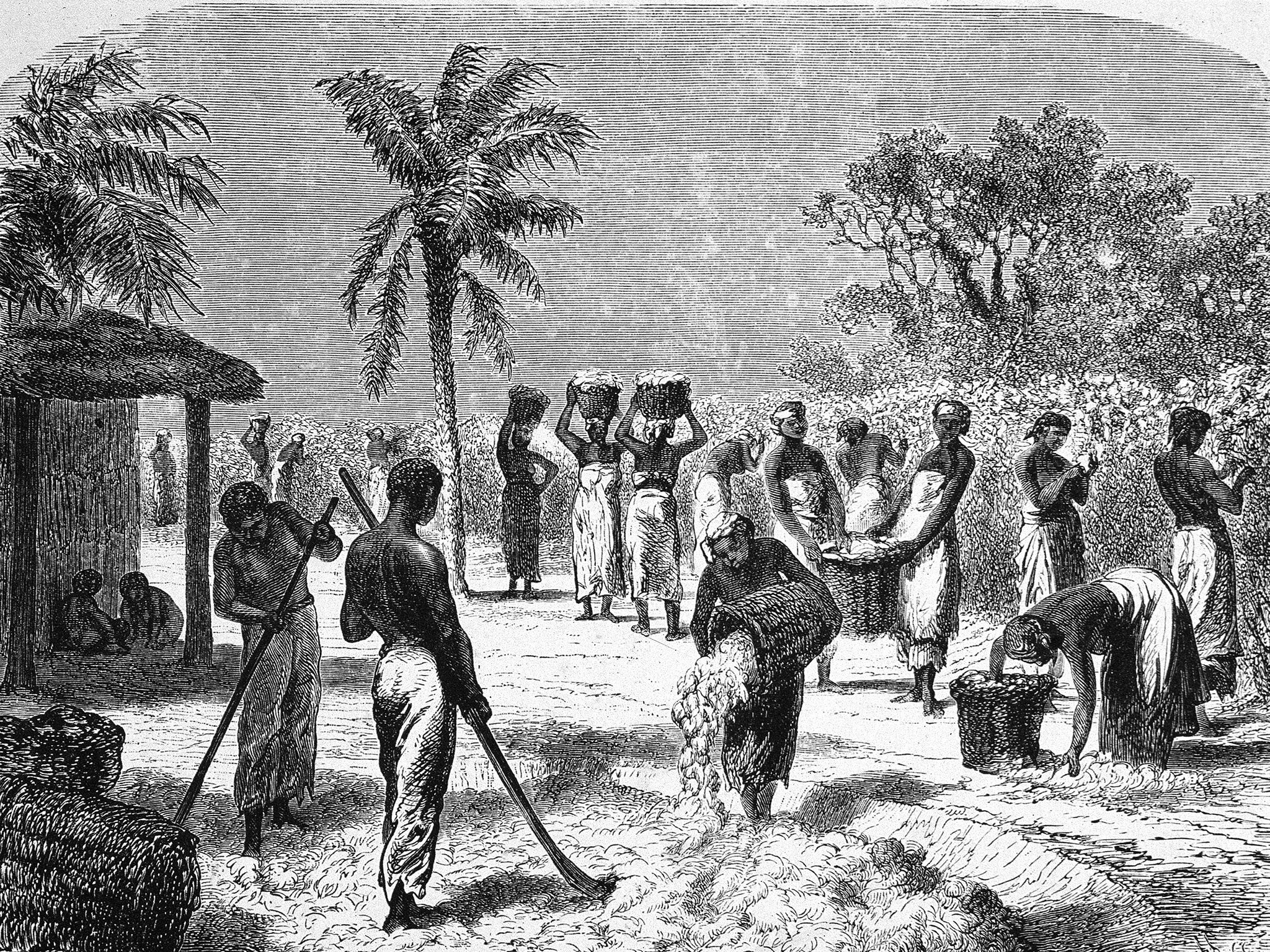 German engraving shows slaves as they harvest and process cotton on a plantation, Southern United States, mid 19th Century.