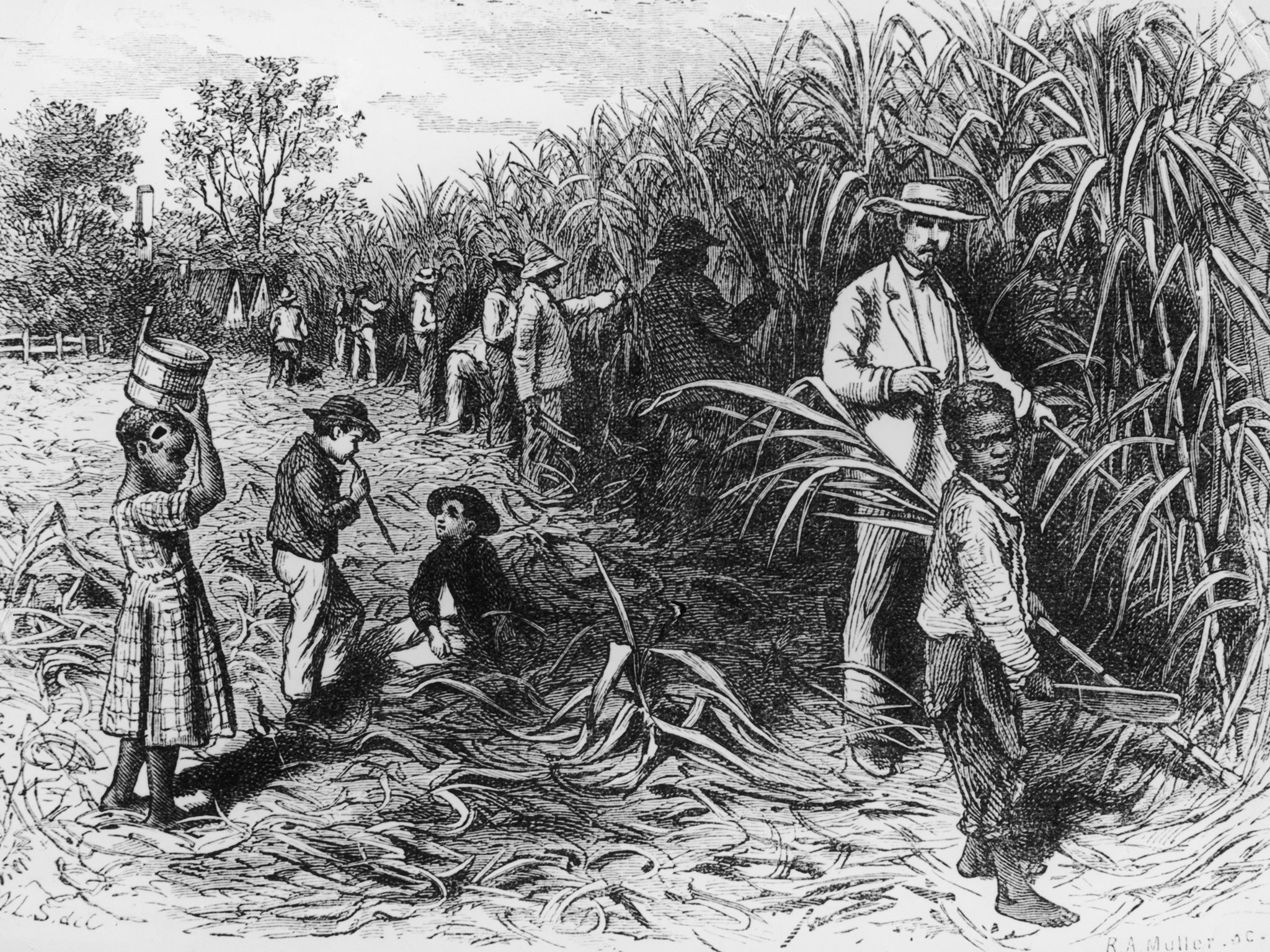 Black labourers working on a sugar plantation in the West Indies, circa 1900.