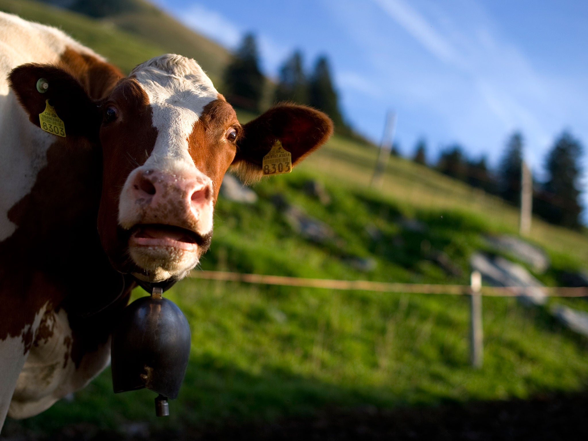 Up to 200,000 cows were at risk of dying of thirst after a mini-drought (Getty)