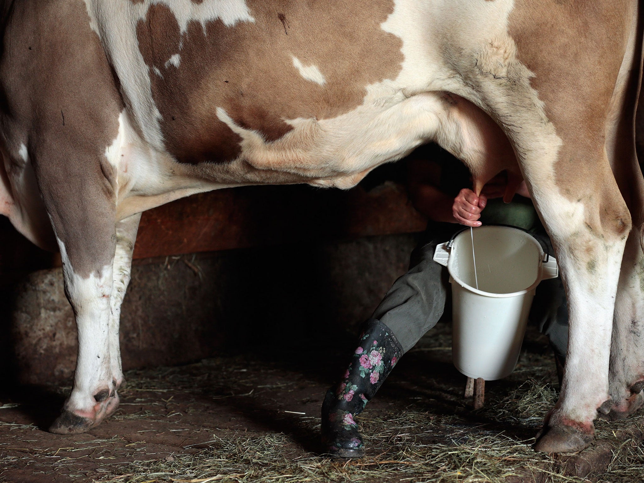 Switzerland protects its dairy farms with a number of protectionist policies