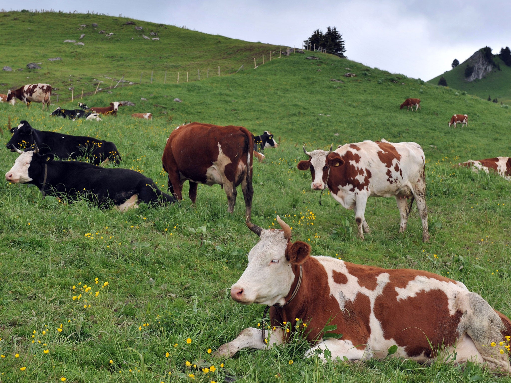 Temperatures stayed above 30C for much of last month and soared to 40C in Fribourg