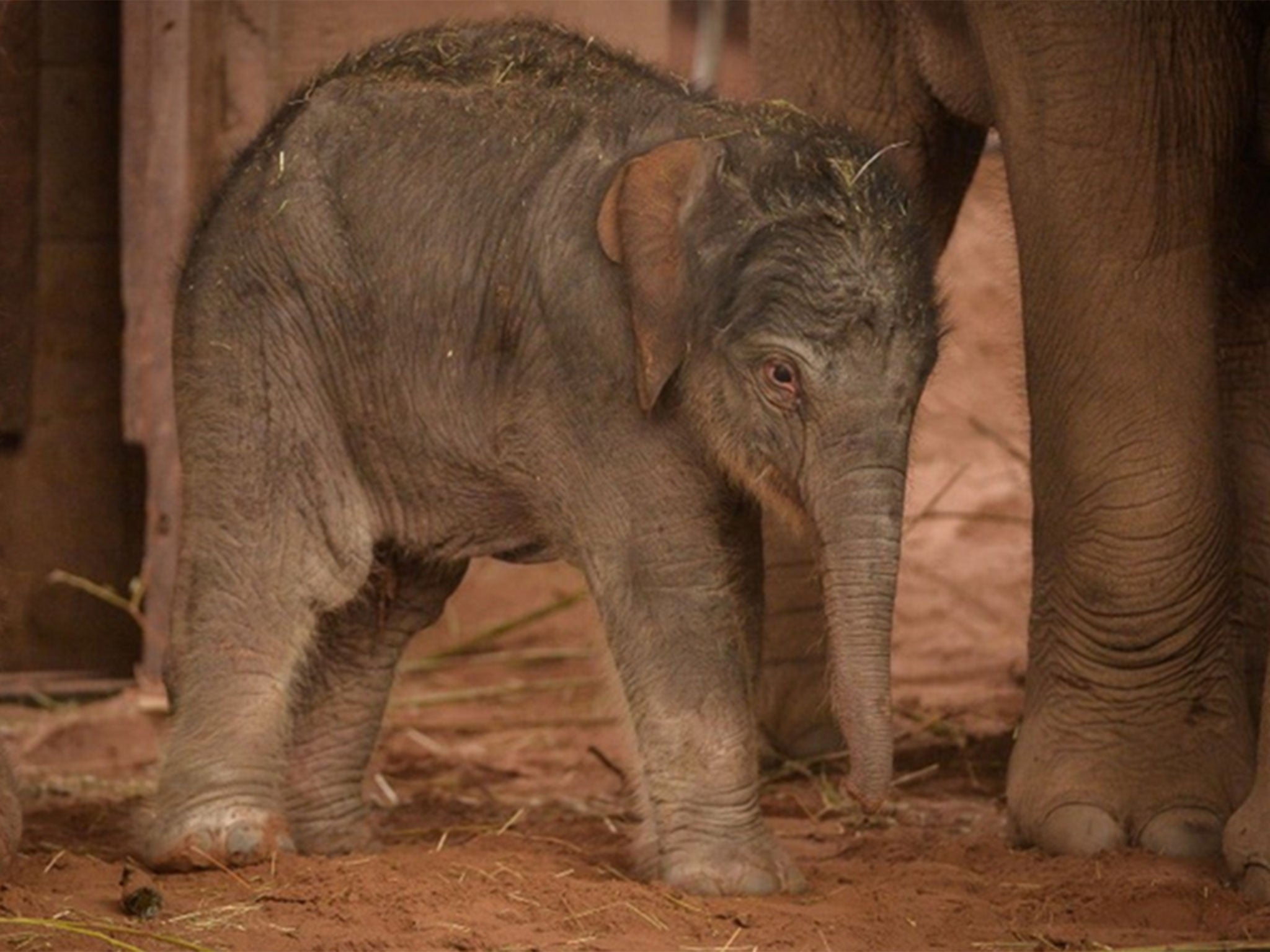 A rare Asian elephant calf has been born at Chester Zoo