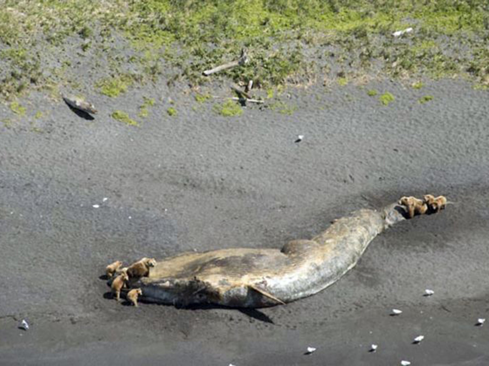 A fin whale carcass is surrounded by bears in Larson Bay, Alaska