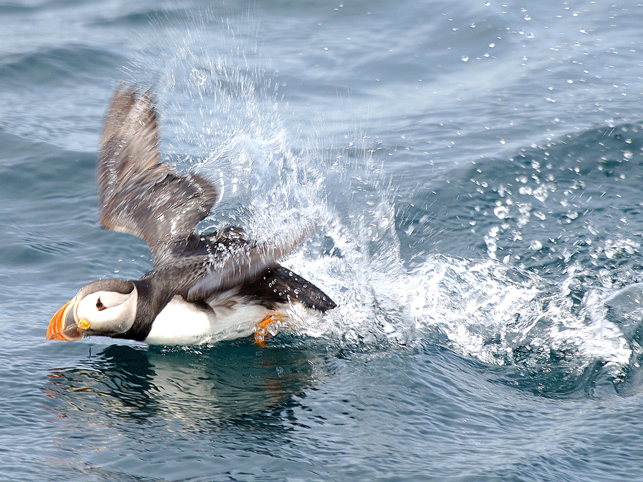 The puffin is the official bird of Newfoundland and Labrador