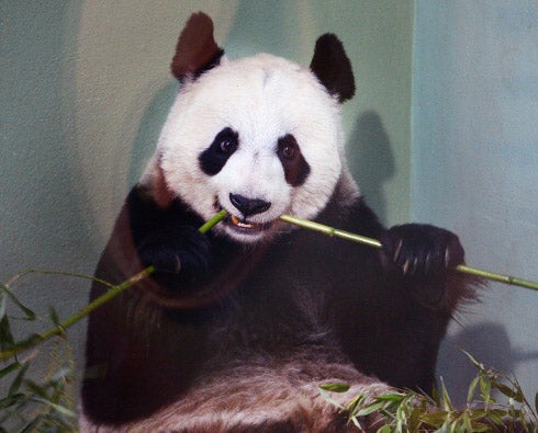 Pandas, like Tian Tian above, are endangered partly because of their poor fertility