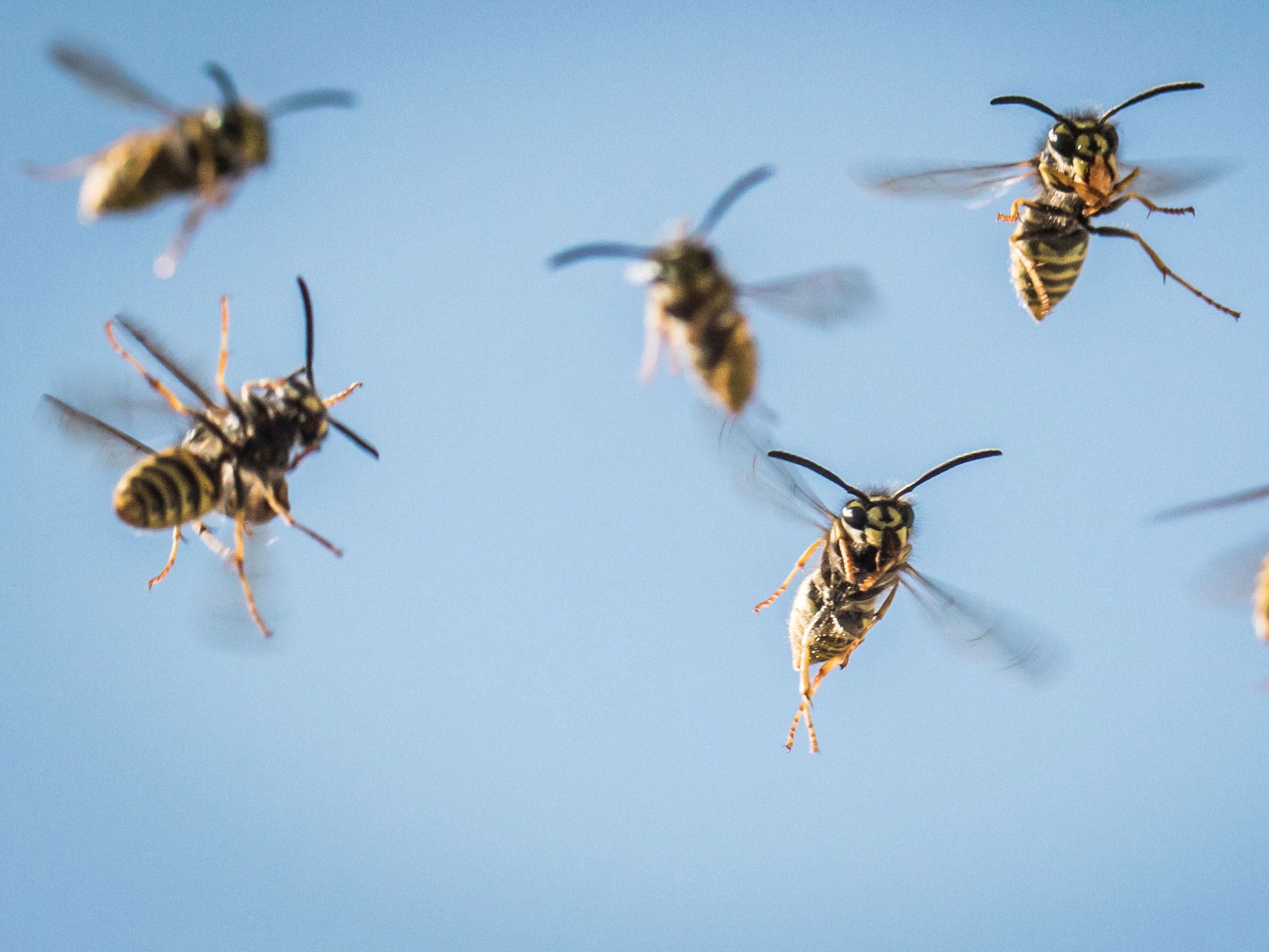 Unseasonable weather means there are far more wasps in the South East of the UK than usual