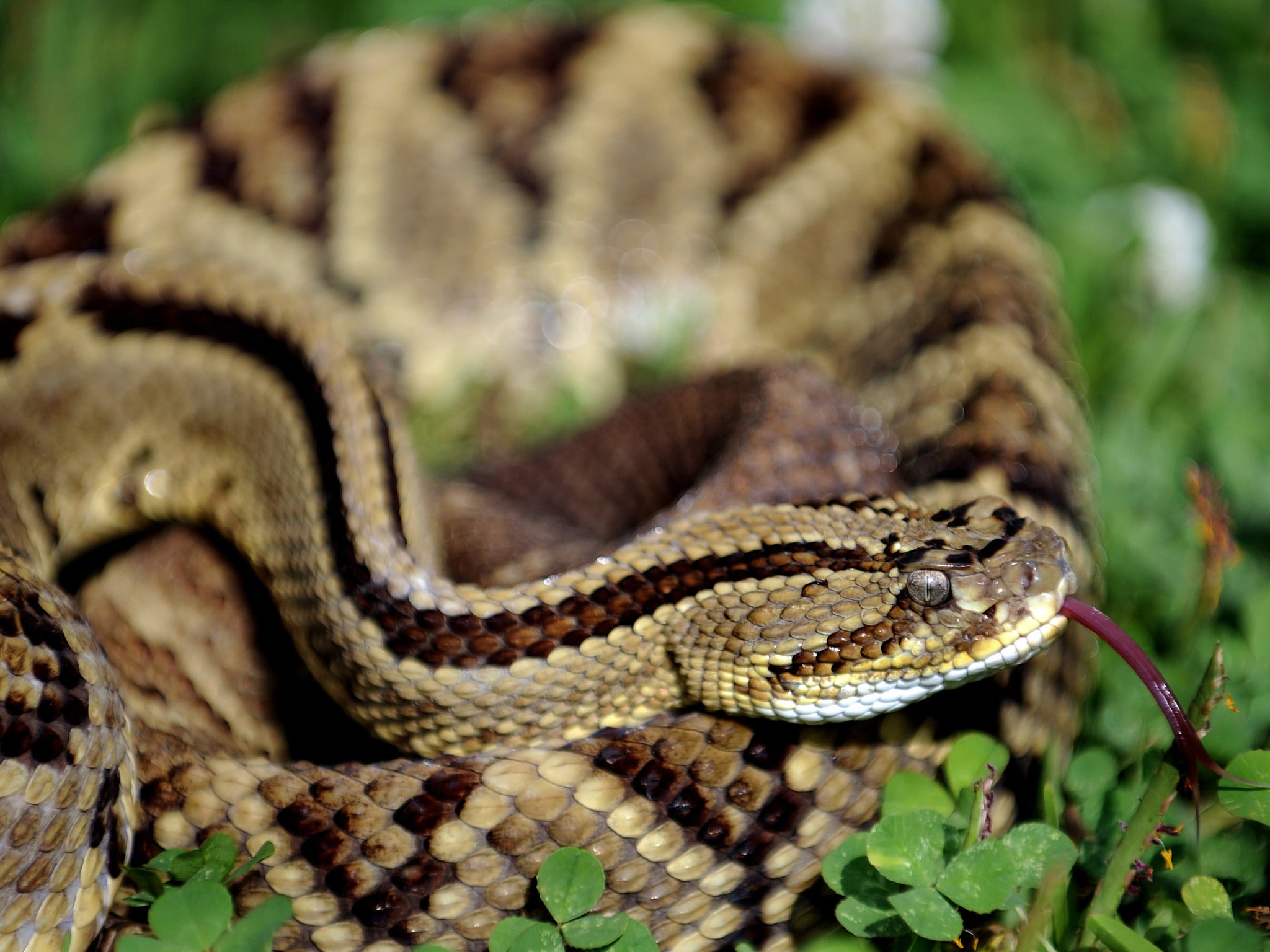 Rattlesnakes can grow to more than 6ft long