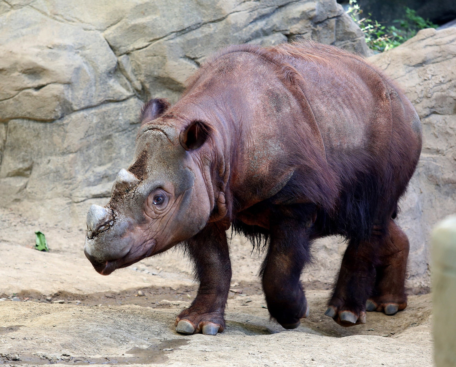 Harapan is one of only 100 Sumatran rhinos left