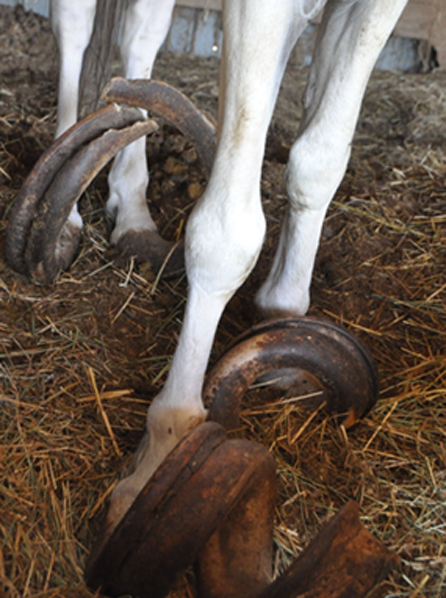 A horse who was neglected for over a decade (Image: Days End Farm Horse Rescue)