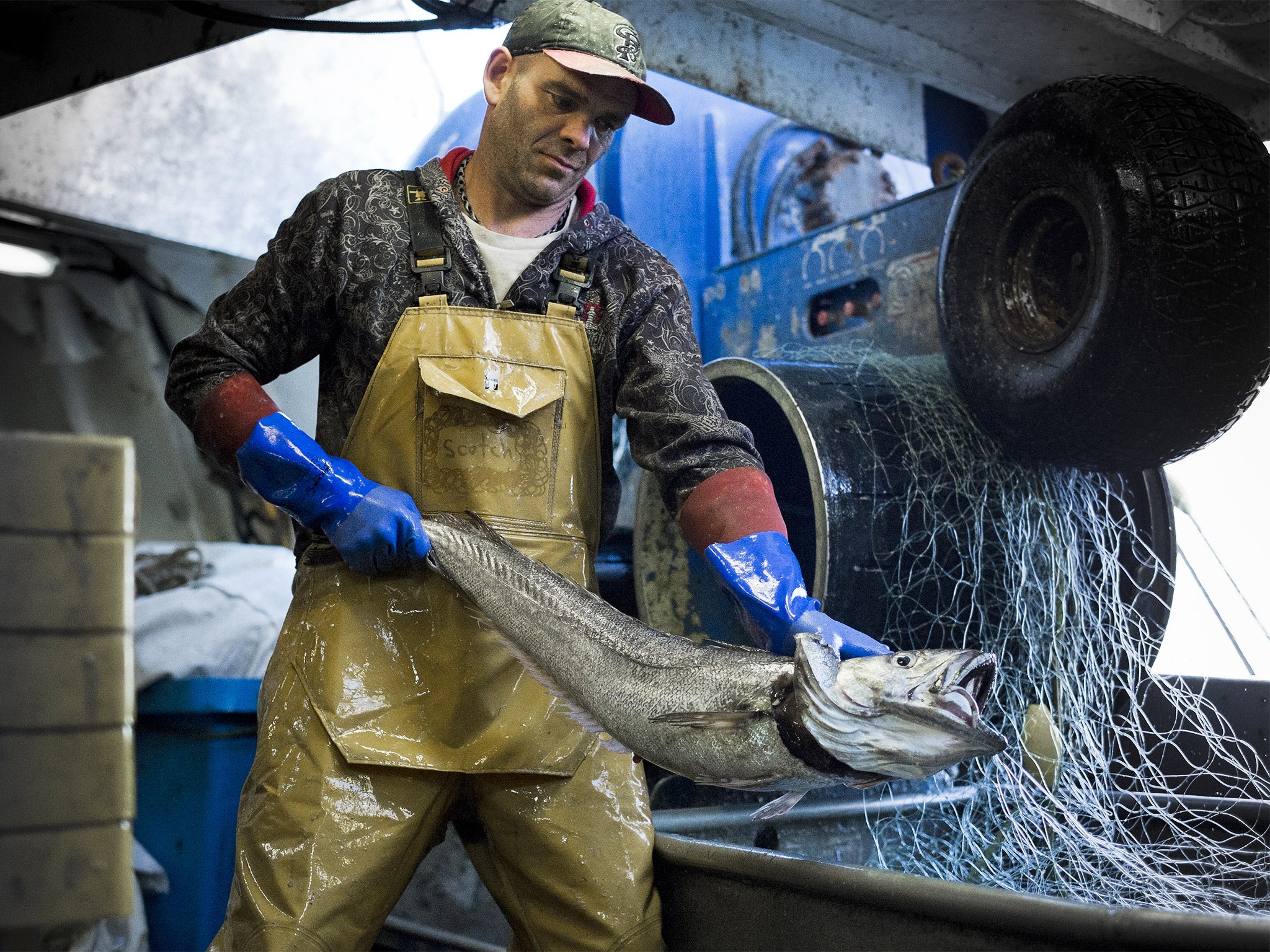 Go fish: crew member Stevie with a hake onboard the ‘Govenek of Ladram’