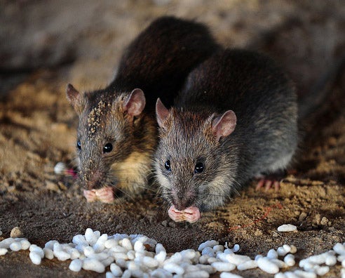 Rats can get into homes through gaps as small as 15mm, such as pipes and vents, or gaps in the eaves and roof edges.