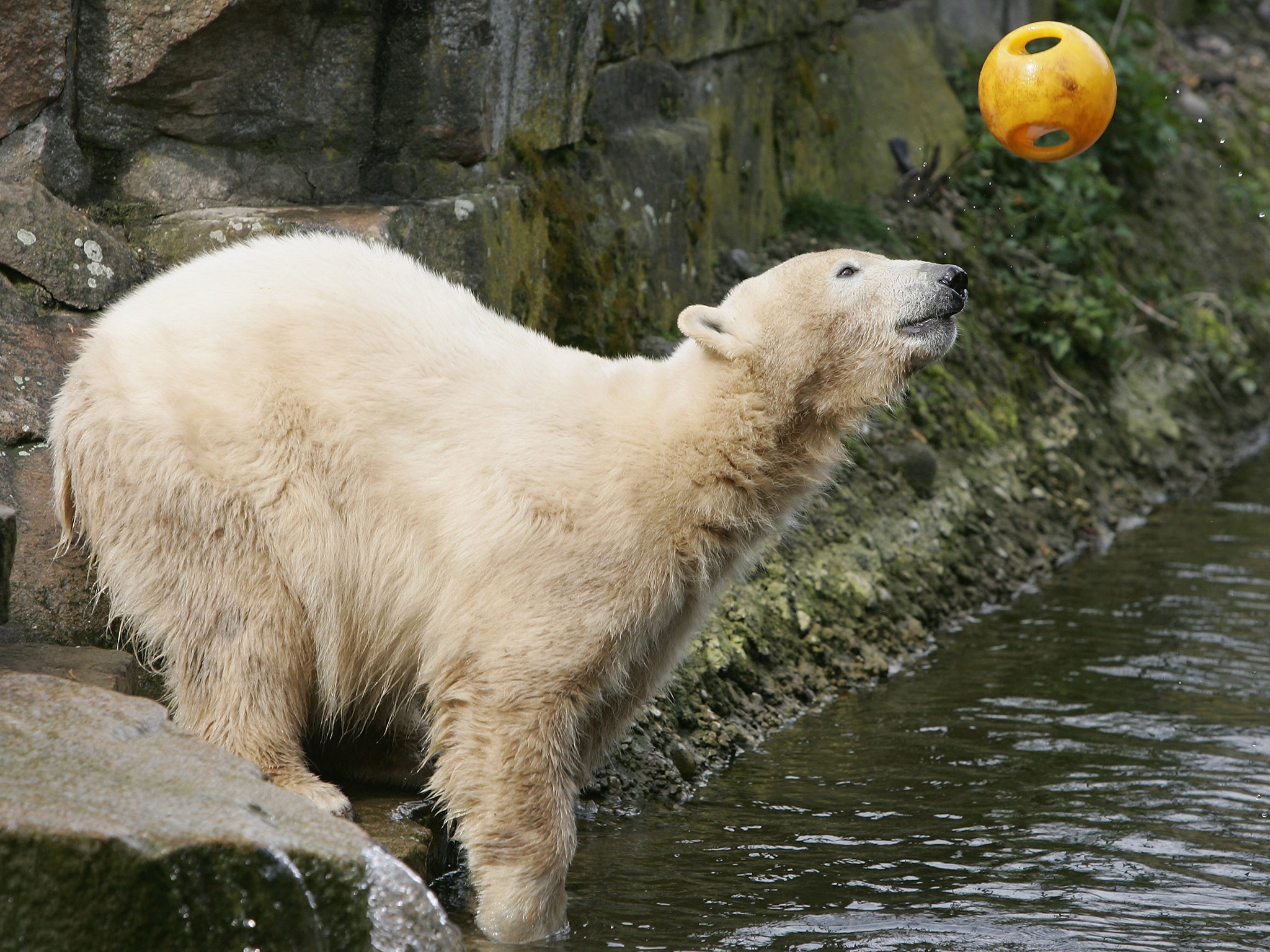 Knut was photographed by Vanity Fair (Getty)