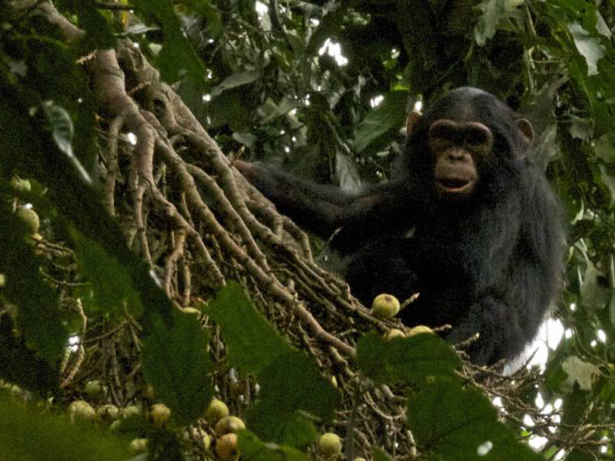 Trekking for chimpanzees