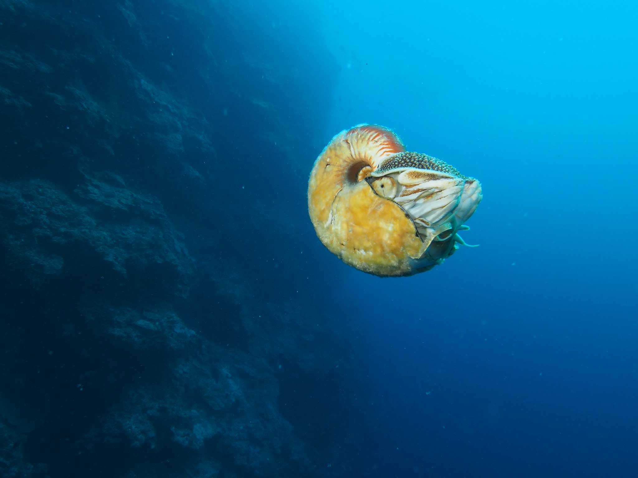 Allonautilus scrobiculatus, photographed by Peter Ward off the coast of Papua New Guinea