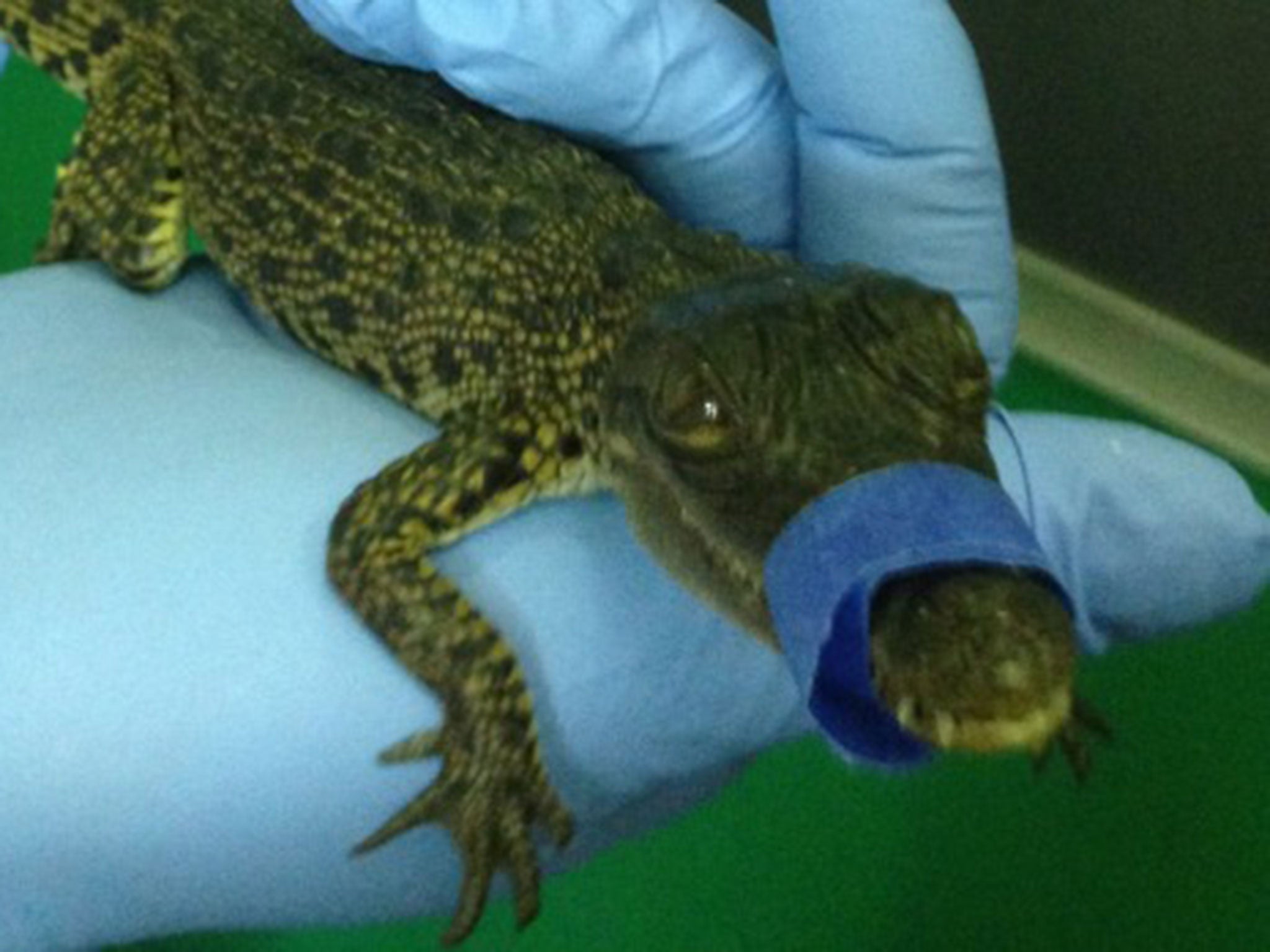 The small crocodile was concealed in a boot for the duration of the flight