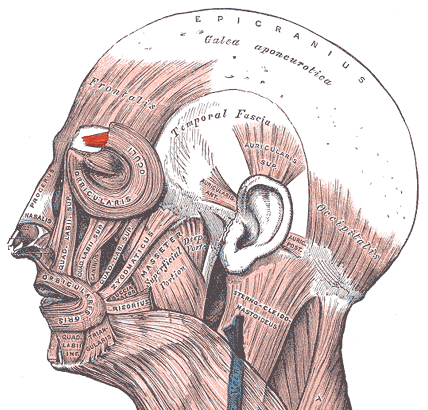 Corrugator supercilii muscle