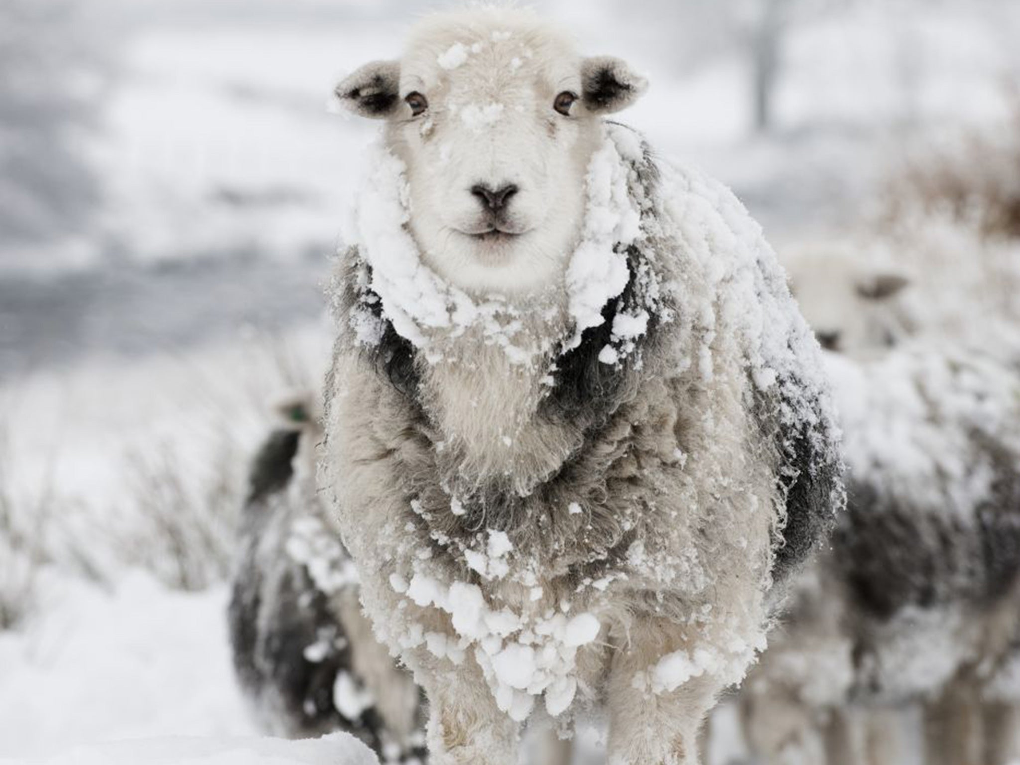Herdwick sheep have been roaming the hills of Cumbria for a thousand years