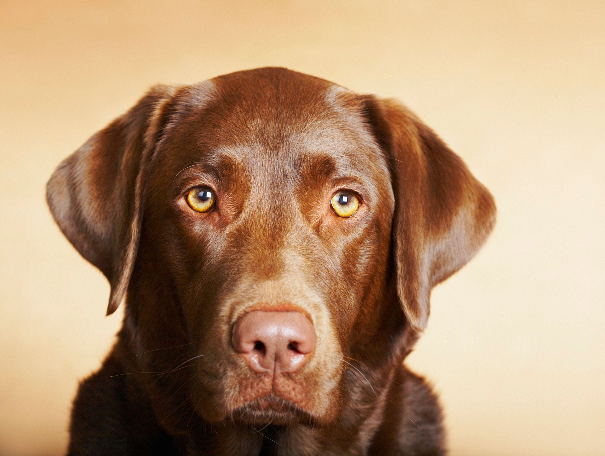 Chocolate labs are the well-meaning but renegade splinter group of this usually dependable breed