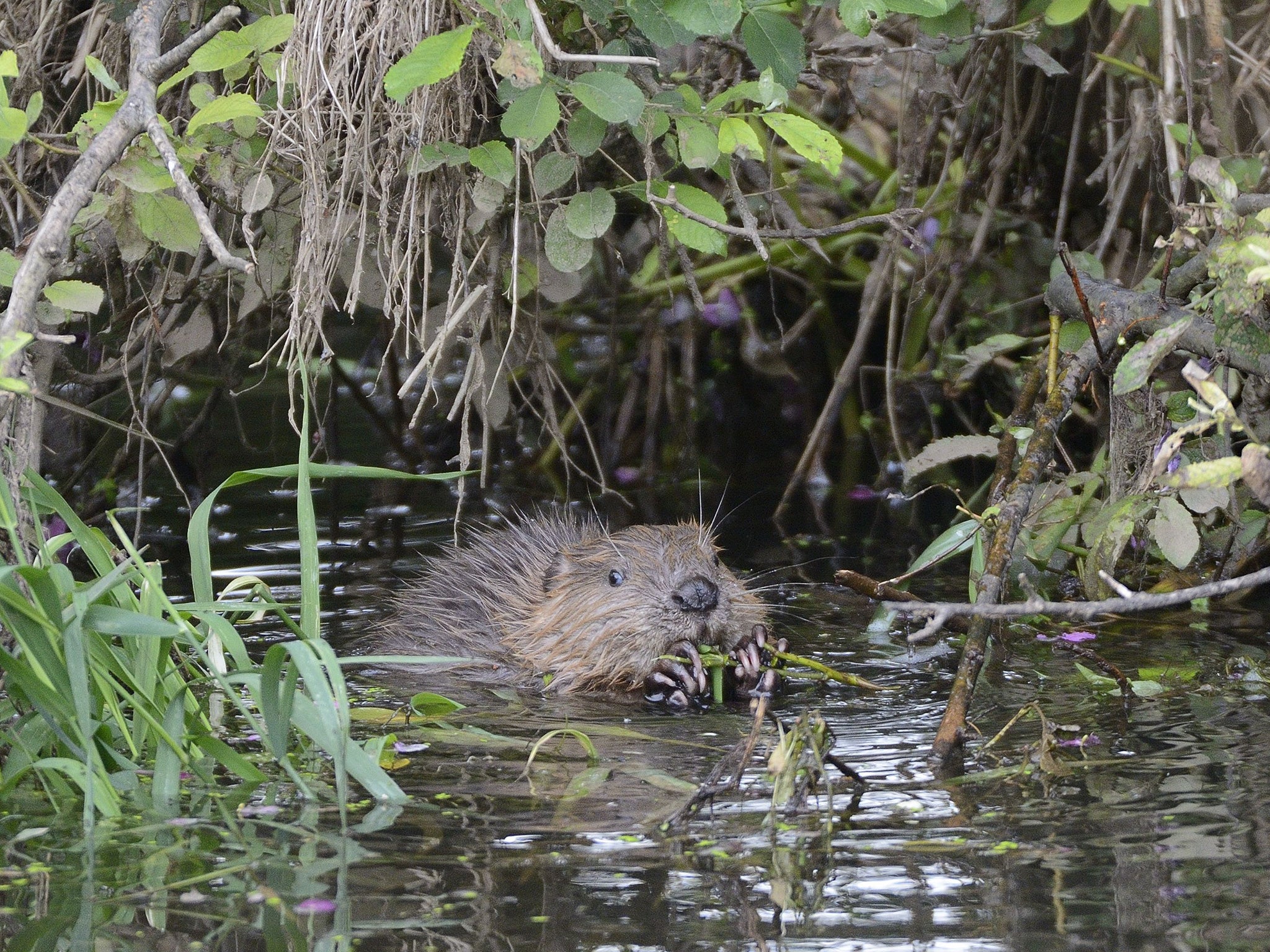 A wild beaver: the animals are said to be ‘unpredictable’