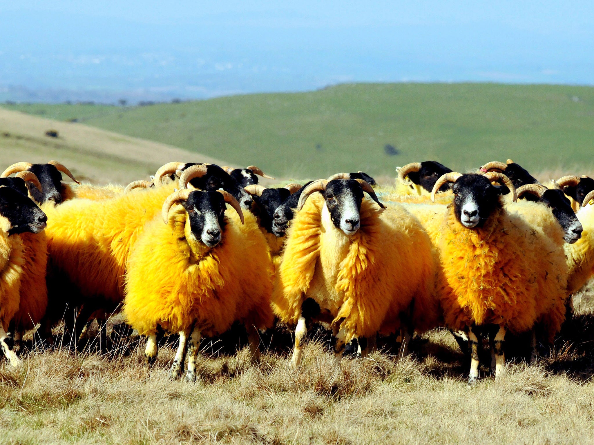 Sheep in Okehampton that have been dyed orange to prevent rustling