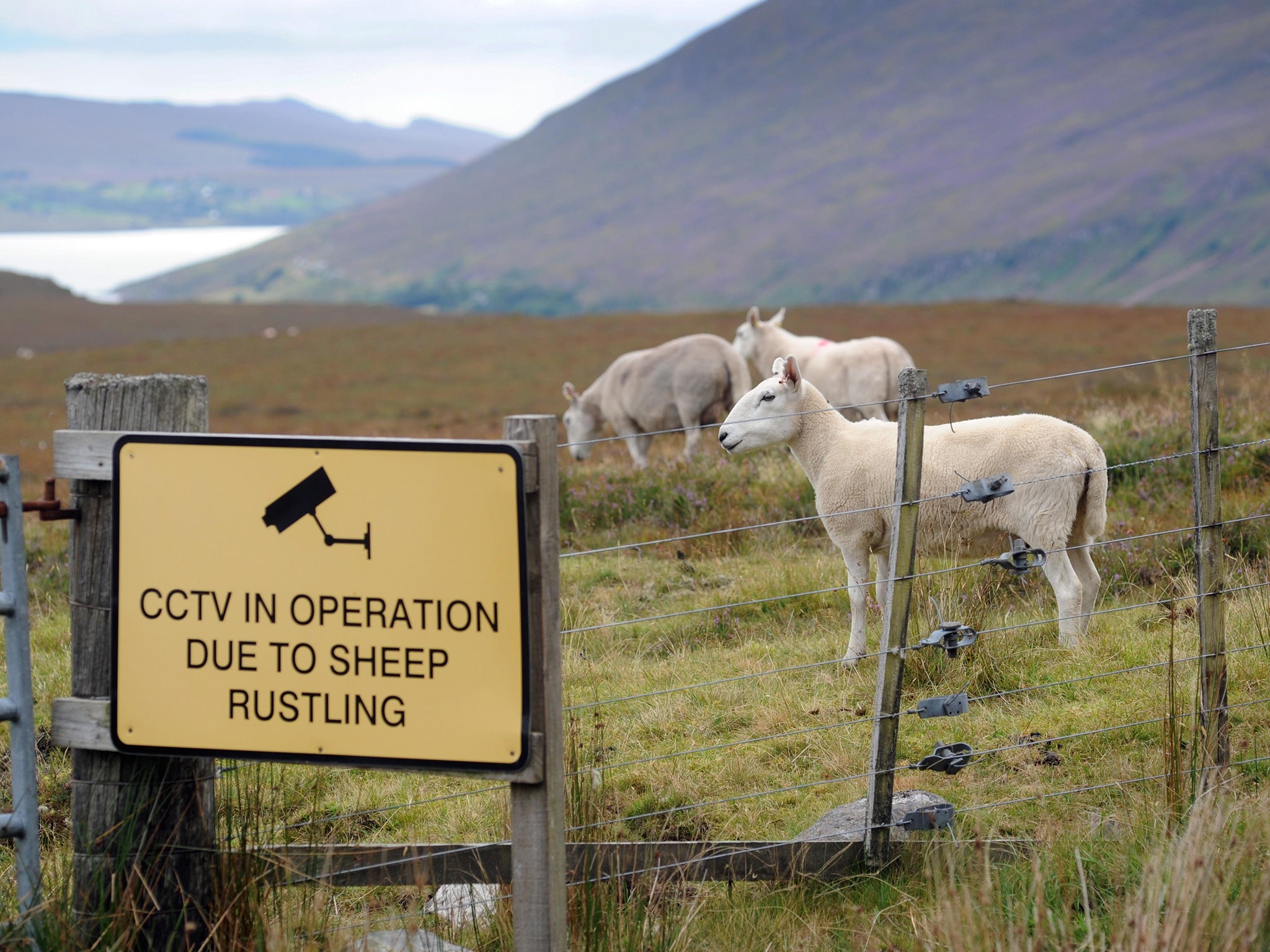 The days of leaving the farm gate open are gone, as farmers seek to protect their flocks