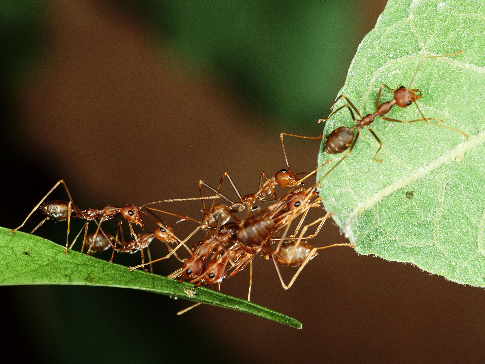 Weaver ants, which prey on small insects