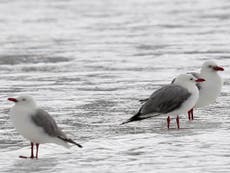 Almost every seabird 'will have eaten plastic by 2050' because of ocean pollution