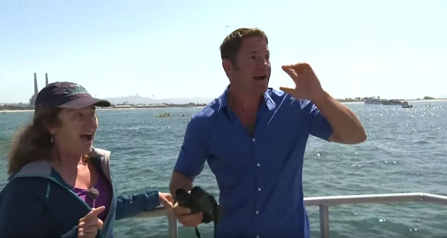 BBC presenter spots a blue whale, cuts off interview, goes wild