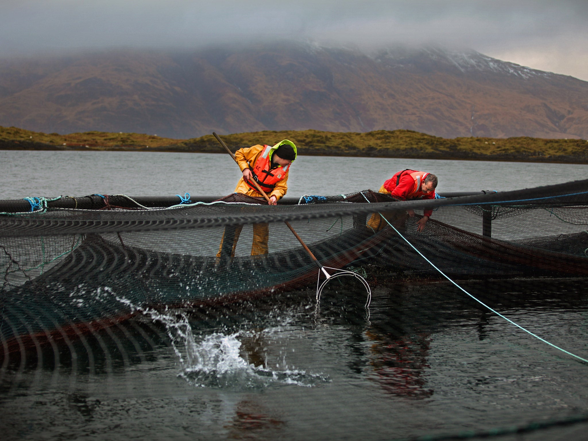 Scottish Sea Farms' Lismore North farm in Oban