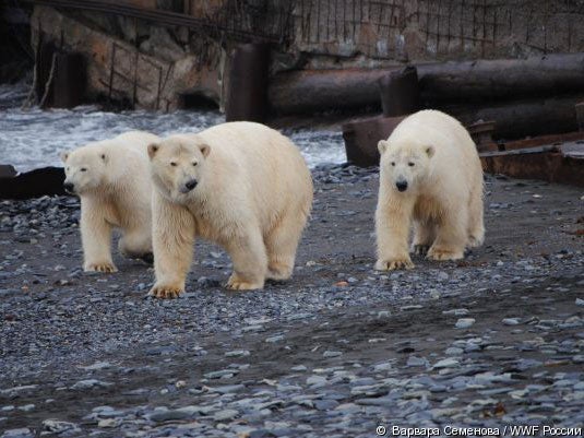 Scientists at the station are expected to go outside twice a day to take measurements of the sea; however the bears are preventing them from carrying out their work