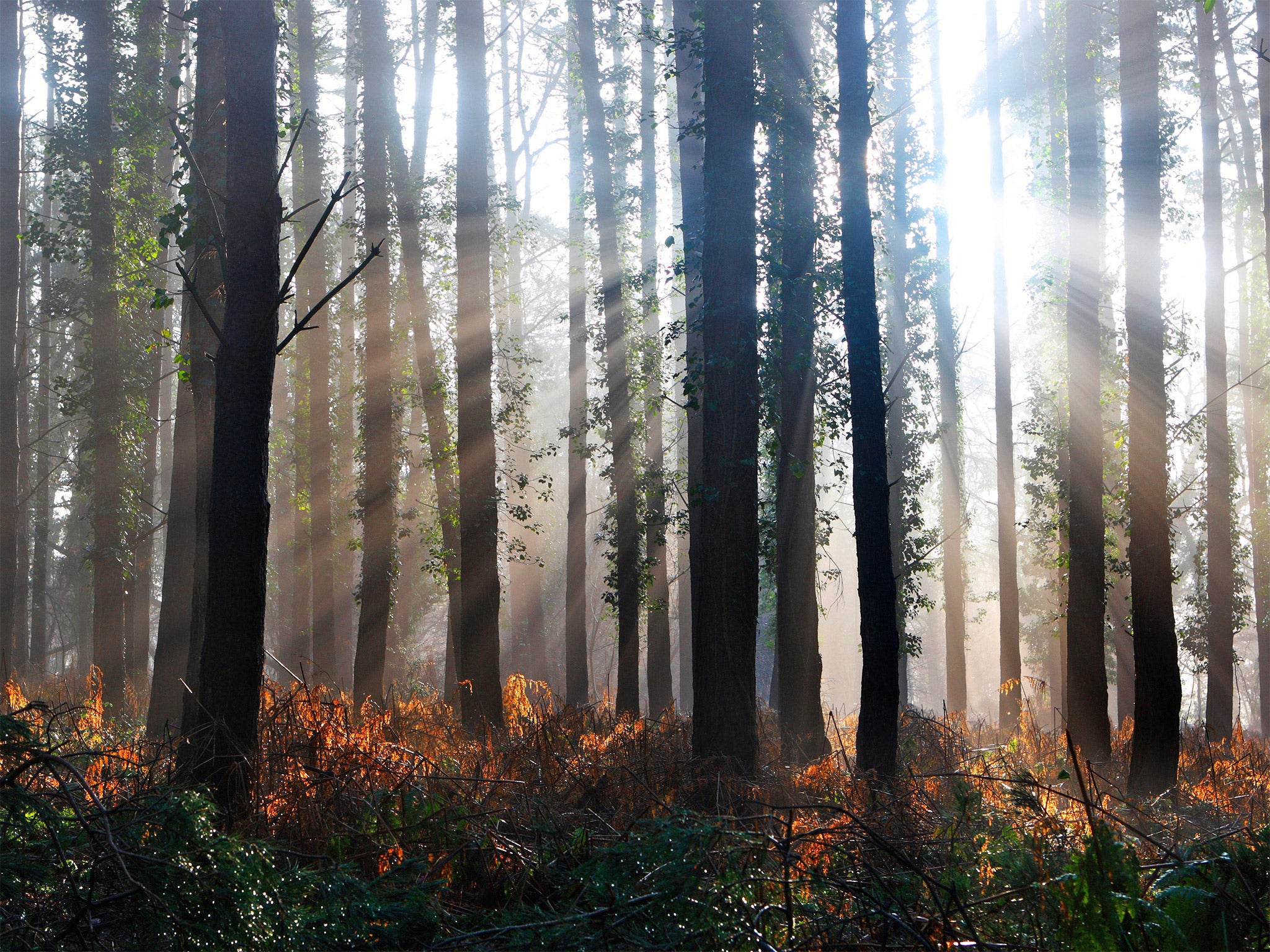 Human settlement has cost Europe most of its forest cover