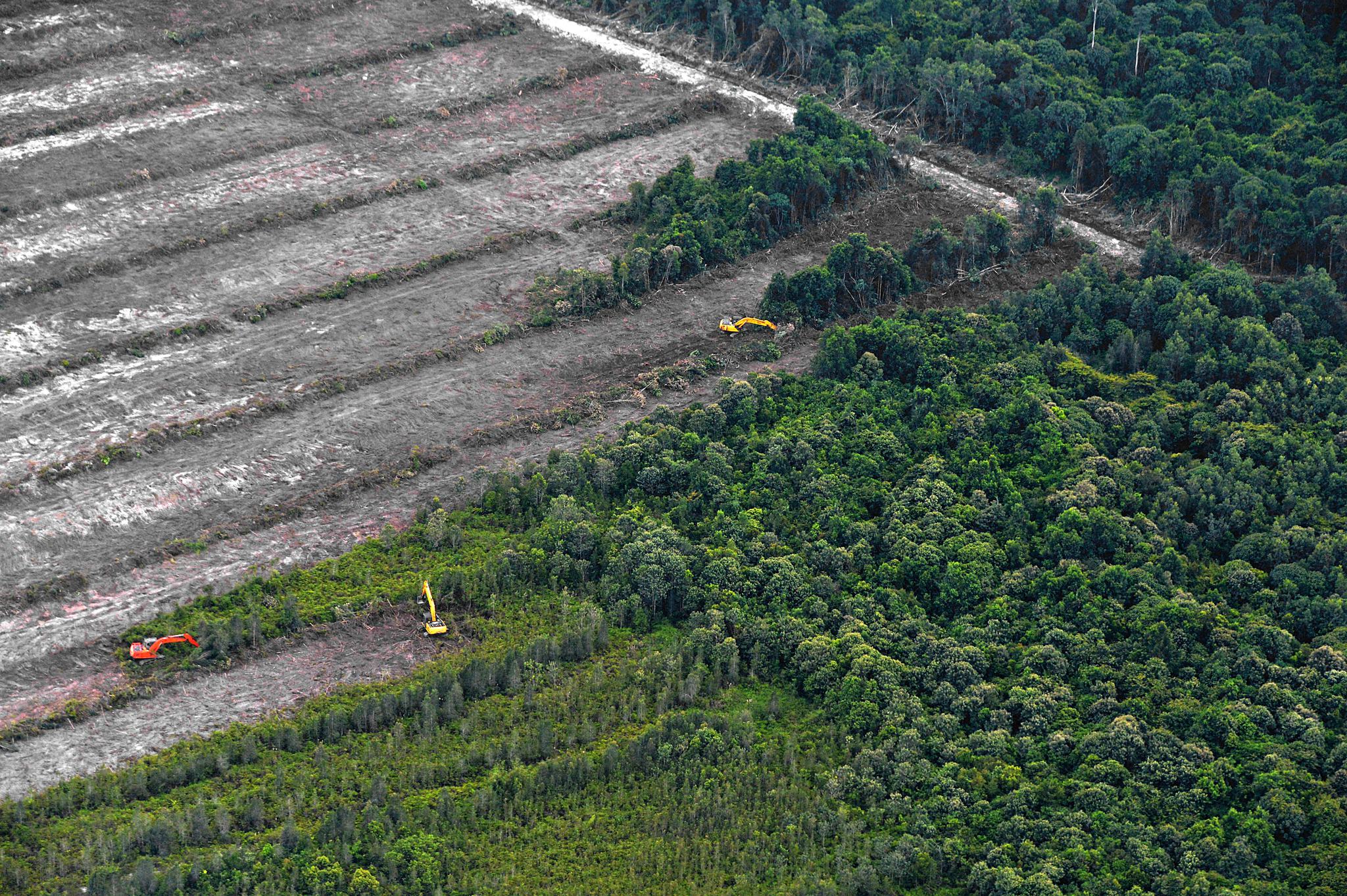 Workers clear forest in Indonesia with heavy machinery. Around 15 billion trees are lost every year.