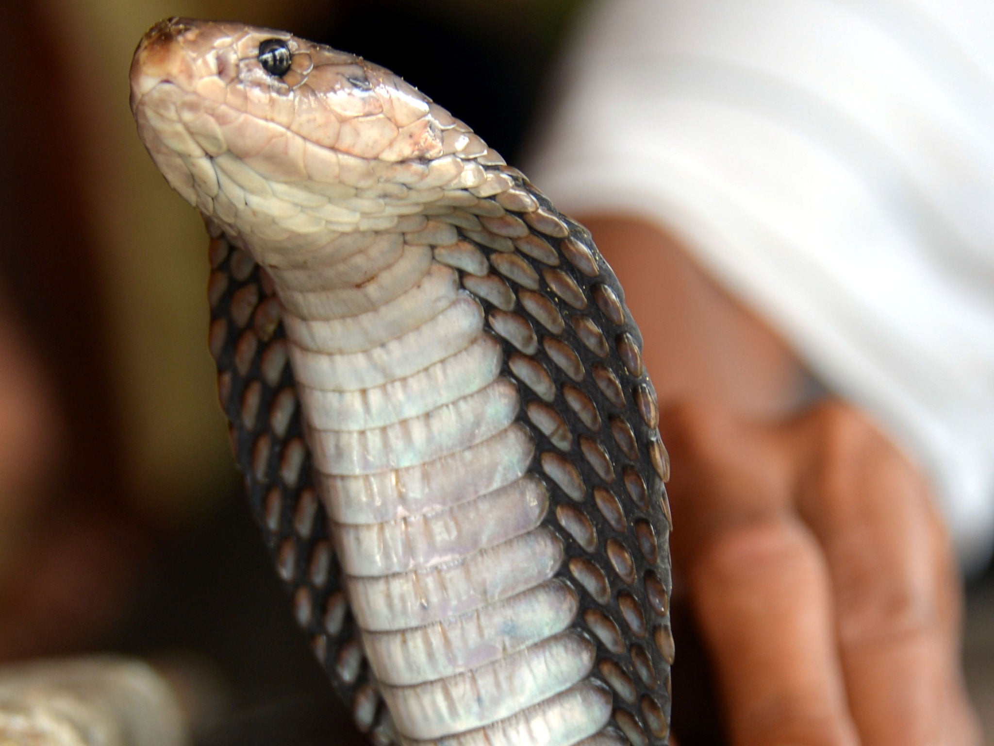 A man holds a cobra he sells for medicine at a Chinese majority business complex in the Indonesian capital city of Jakarta on February 9, 2013 the country's minority Chinese-Indonesians prepare to celebrate the Chinese New Year. The Year of the Snake fall