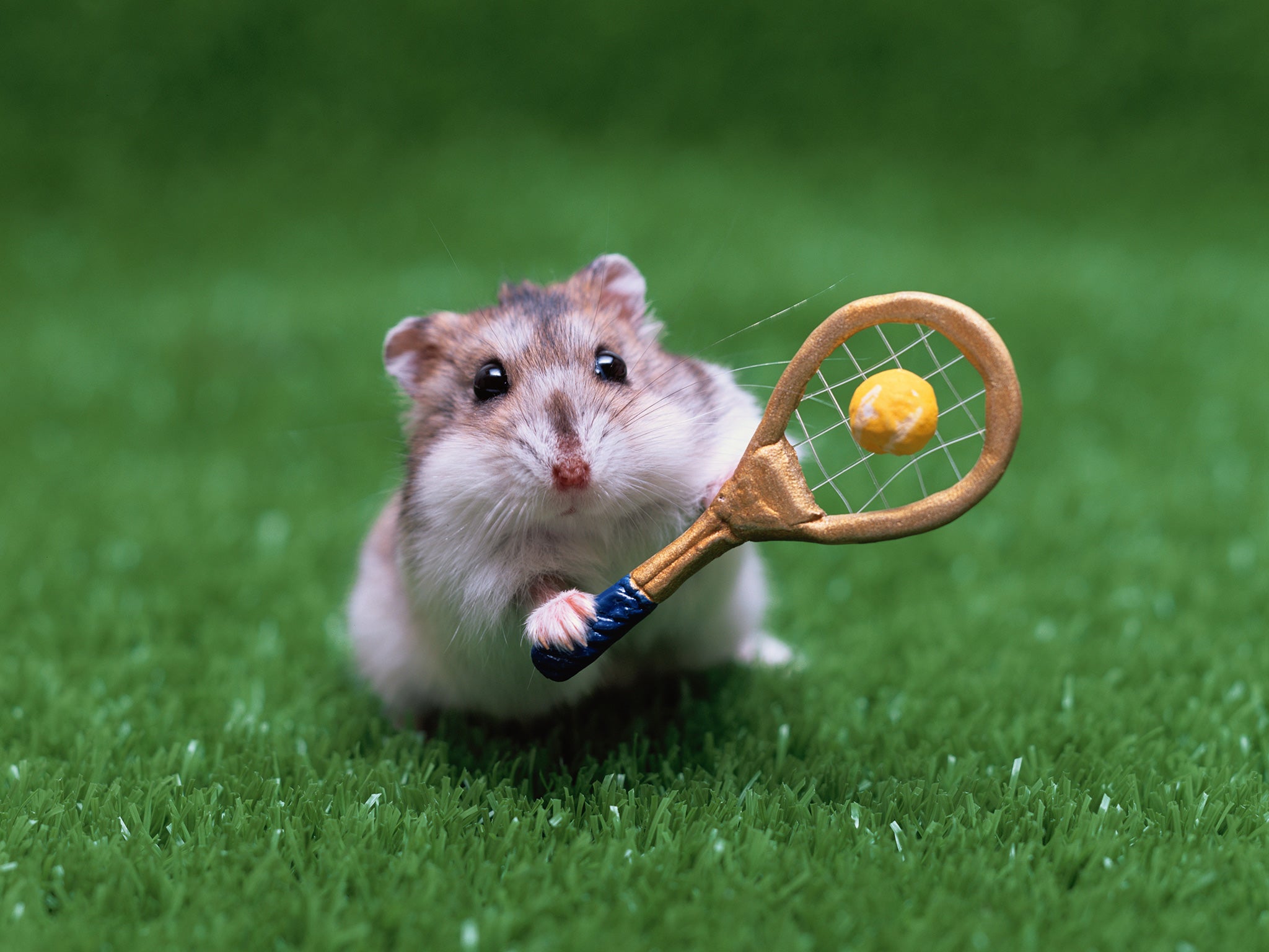 Andy Murray failed to save his hamster from disappearing behind a sink