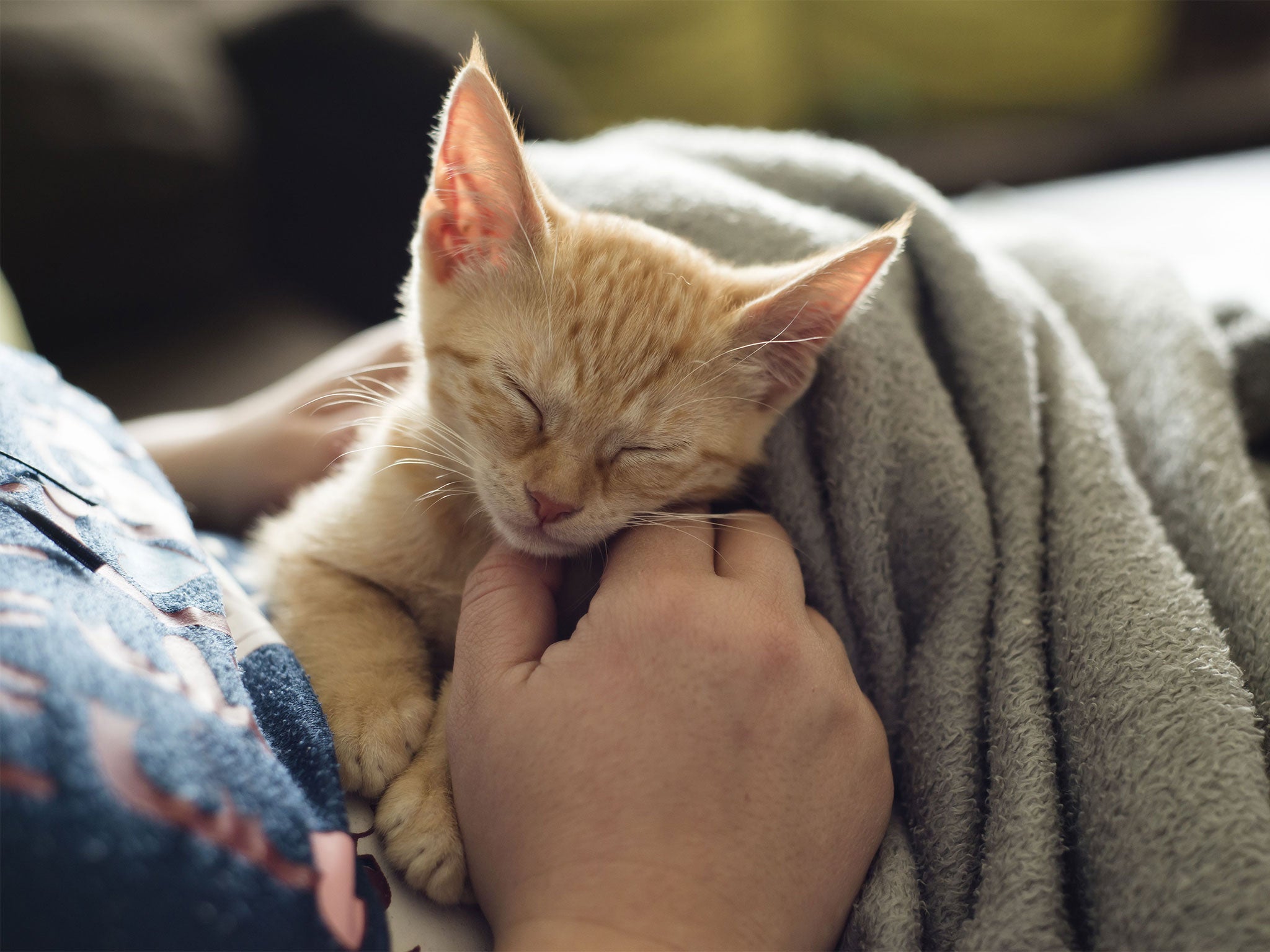 Cats do not look to their human overlords as their primary source of security and safety, according to the research