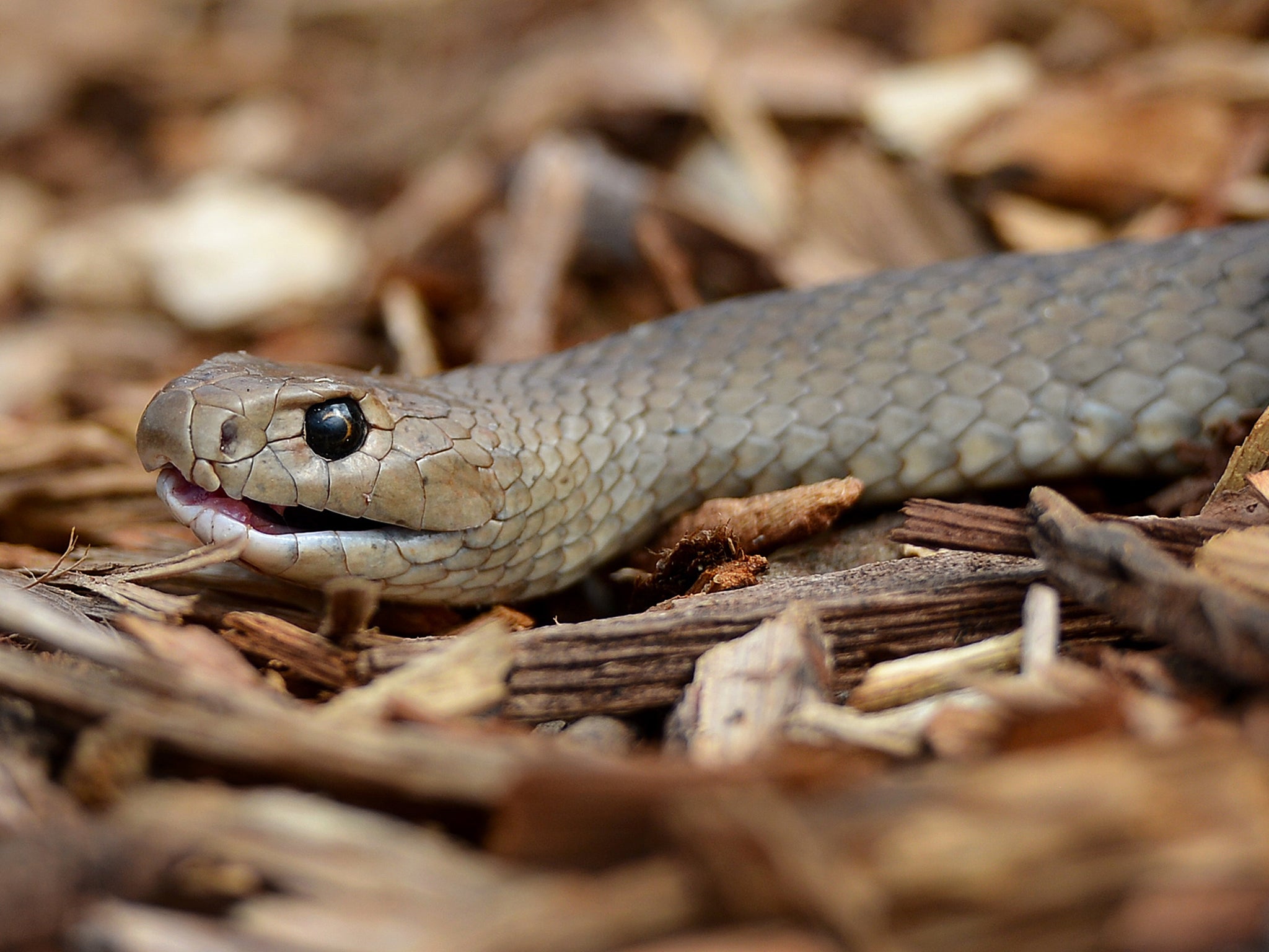 The Australian eastern brown snake, which has enough venom to kill 20 adults with a single bite