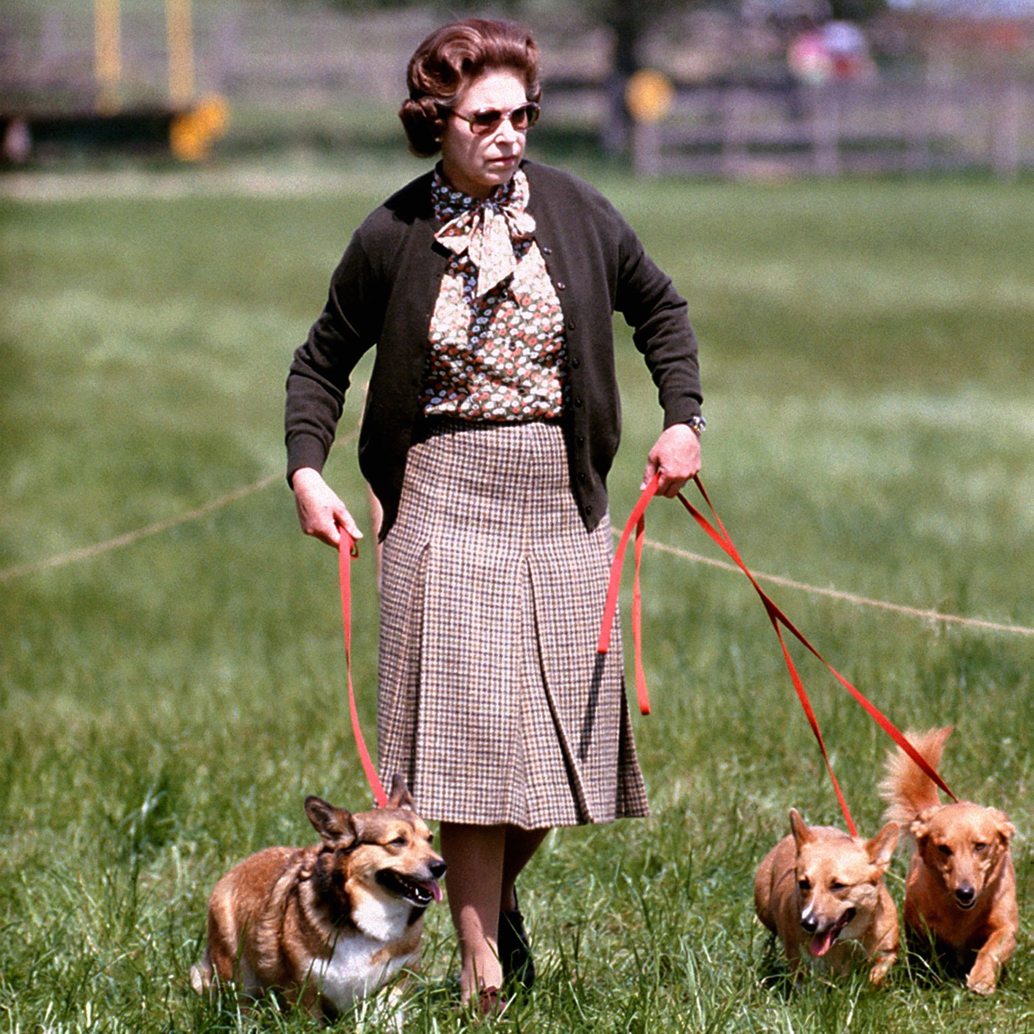 The Queen walking her corgis in 1980