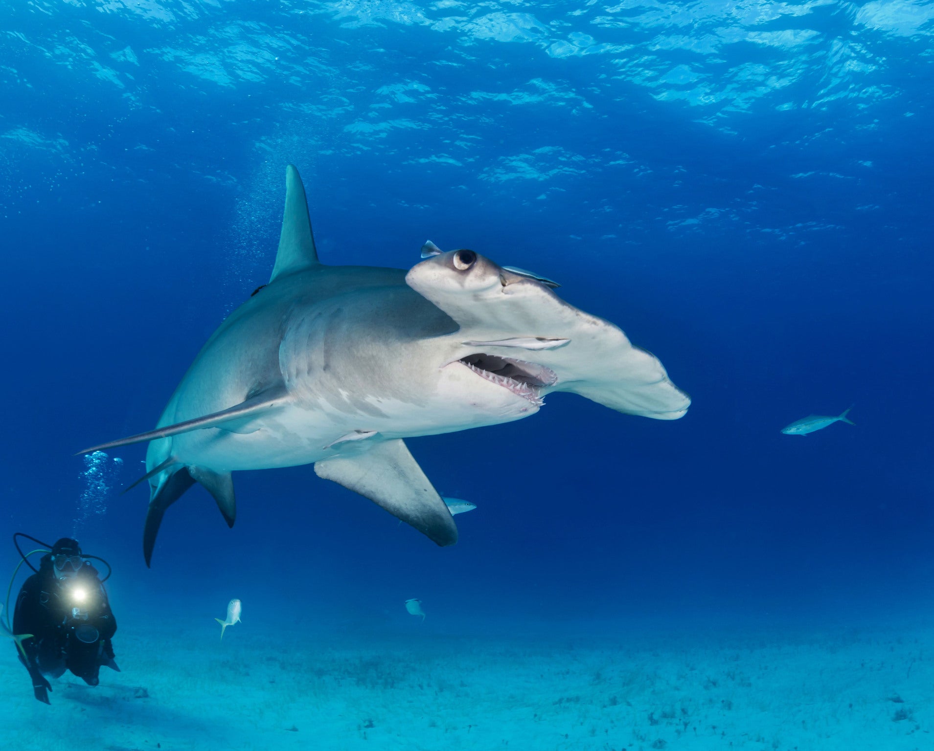 The hammerhead shark was reported to be around 10ft long