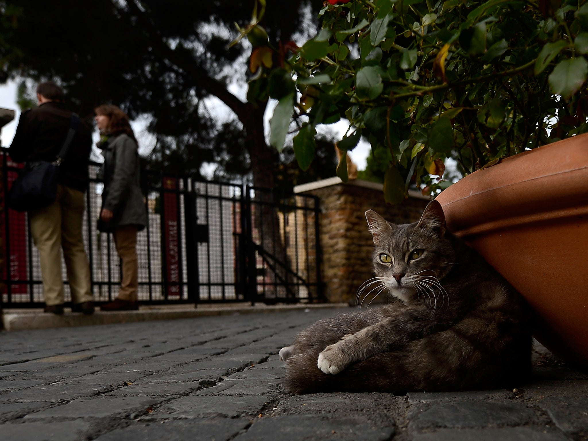 The District Department of the Environment described stray cats as 'non-native predators'