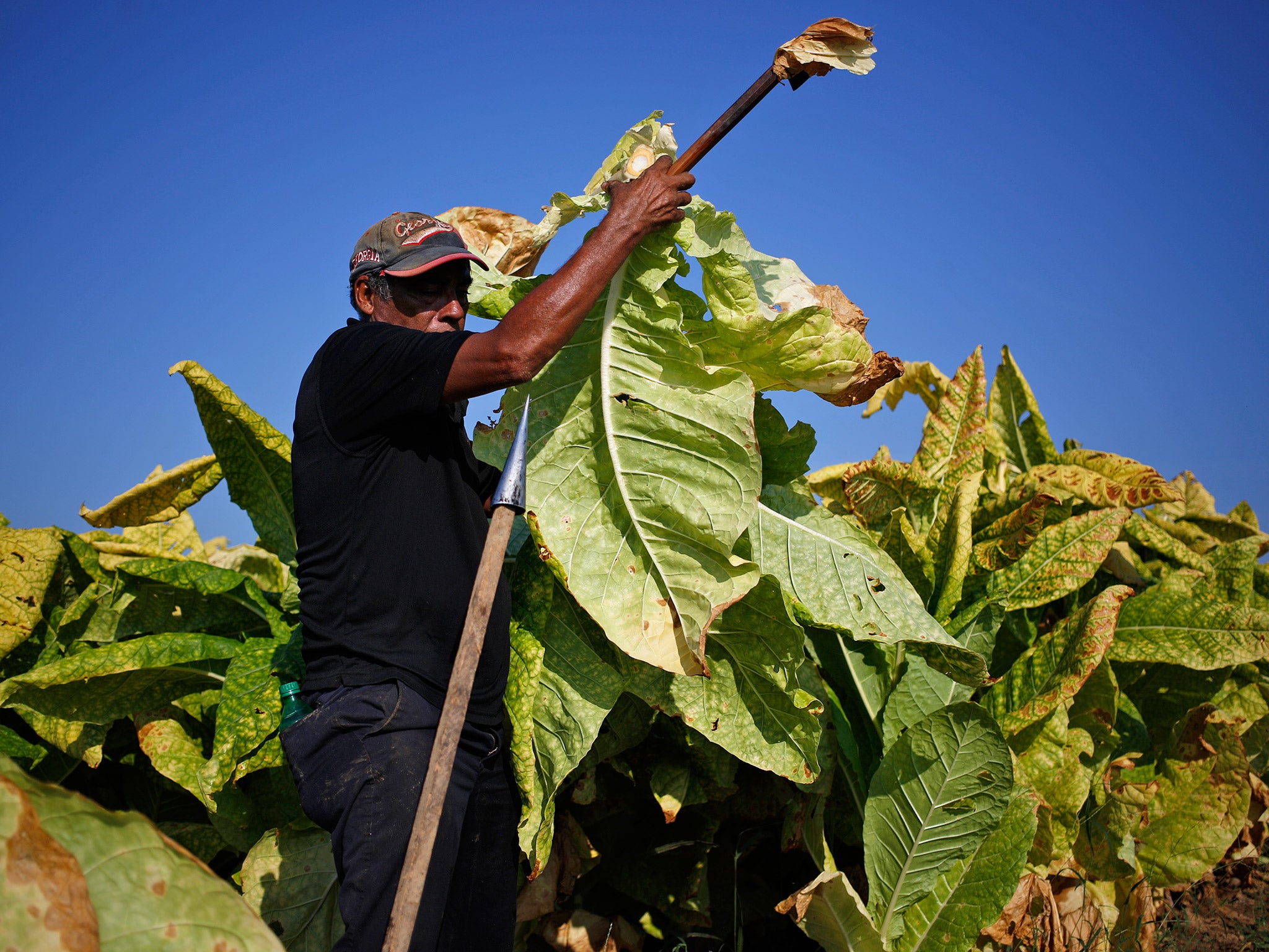 Tobacco plants provide moths with a source of nectar