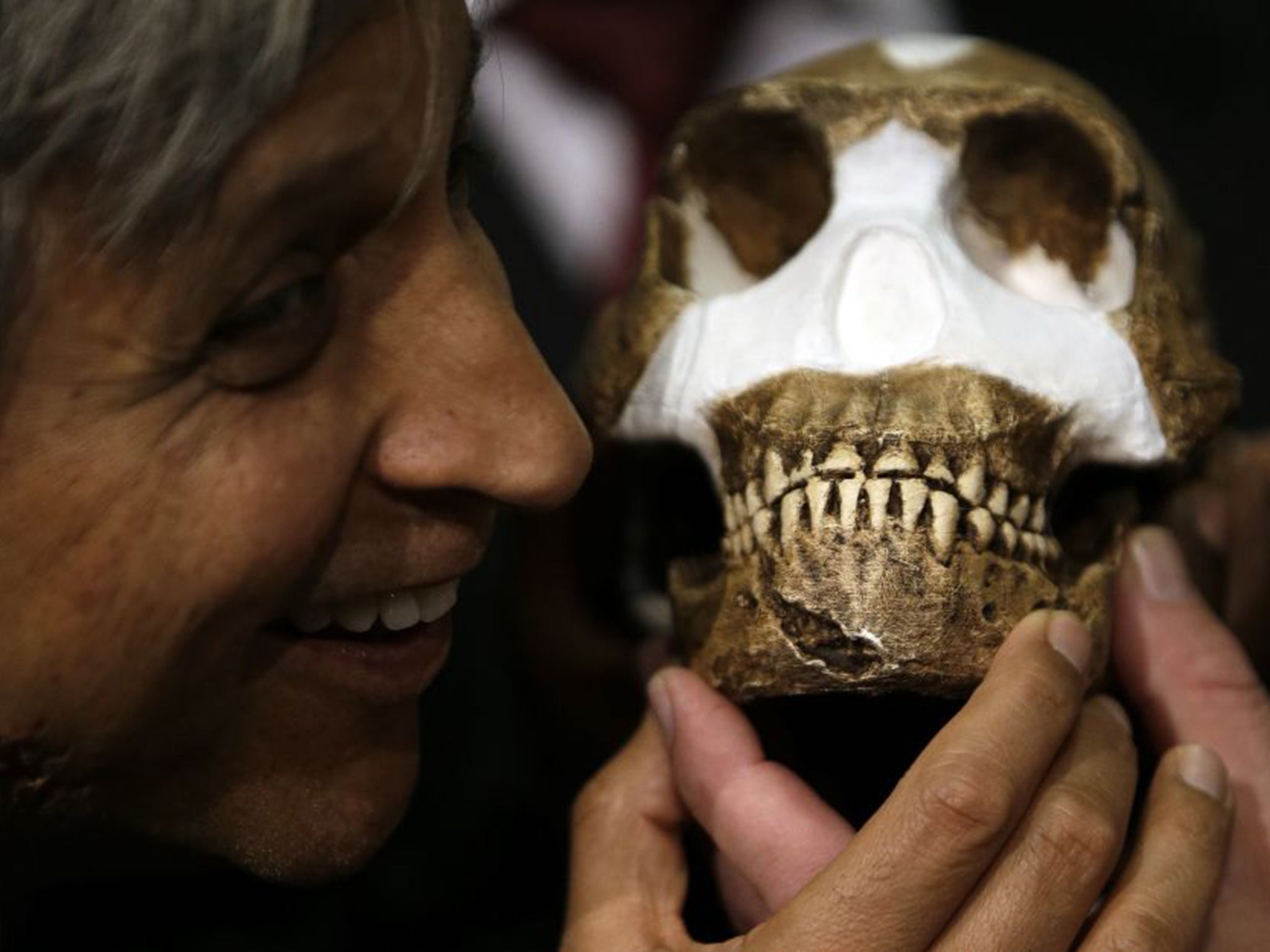 Professor Adam Habib holds a reconstruction of Homo naledi, presented during the announcement that his team had discovered a new member of the human family tree